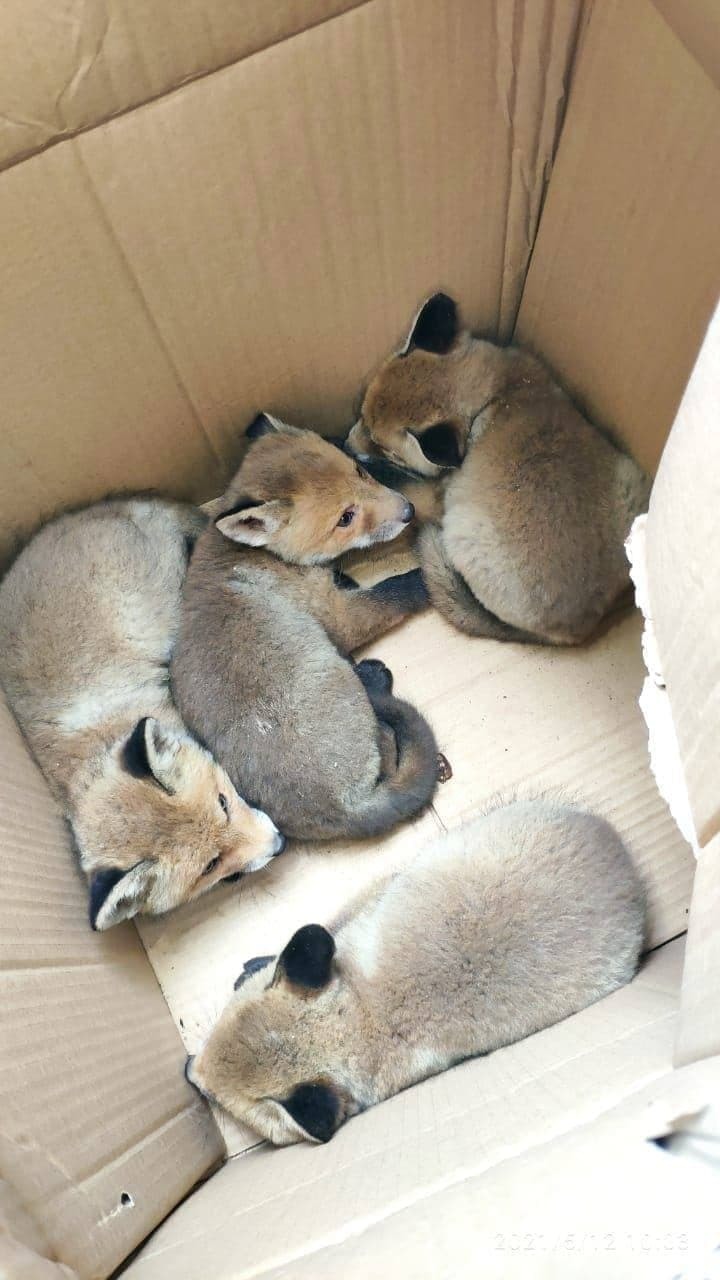 Five fox cubs rescued in the south of Moscow - My, Animal Rescue, Fox, Moscow, Longpost