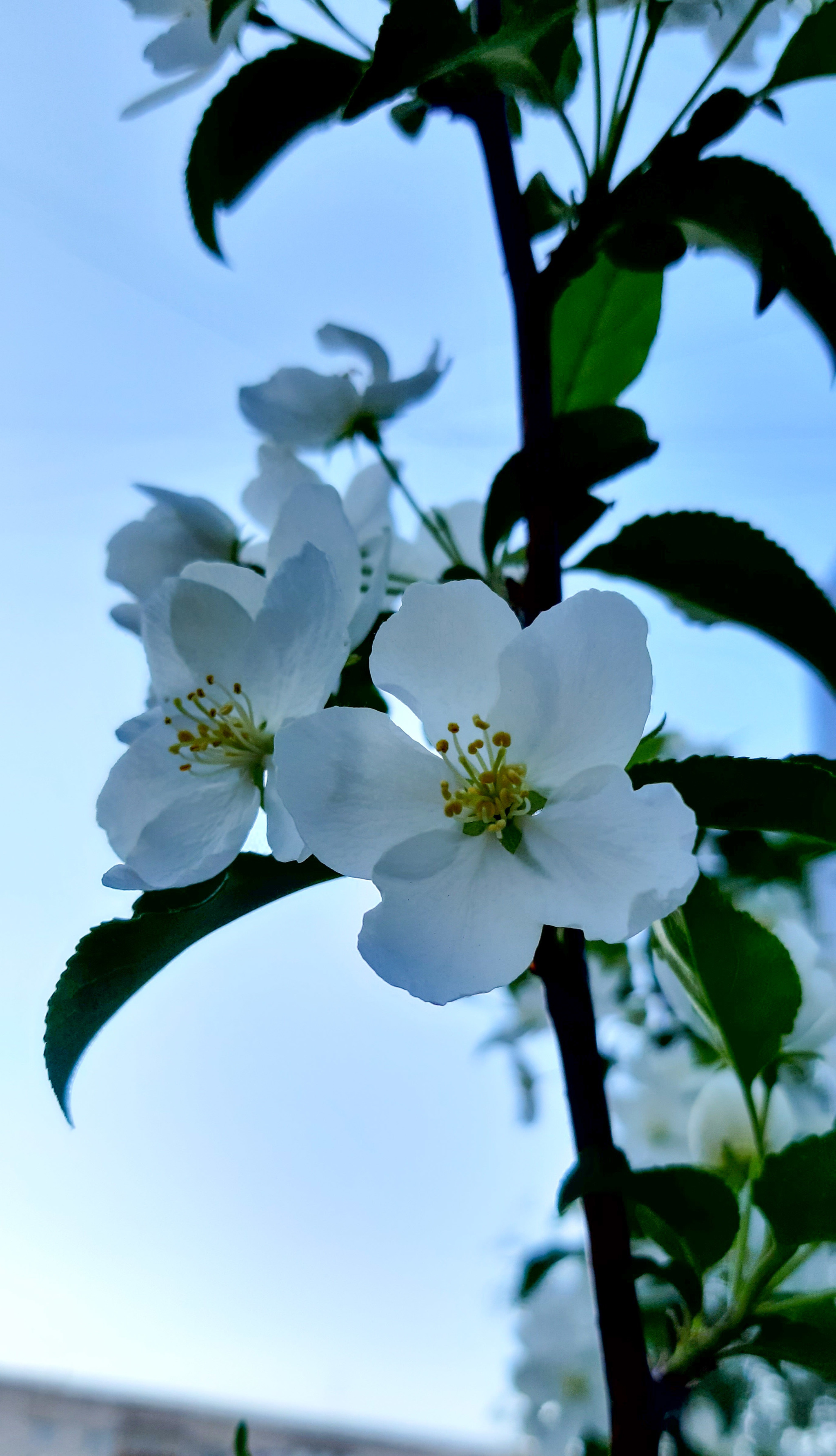 The joys of warmth and light - My, Mobile photography, Spring, Bloom, beauty of nature, Longpost