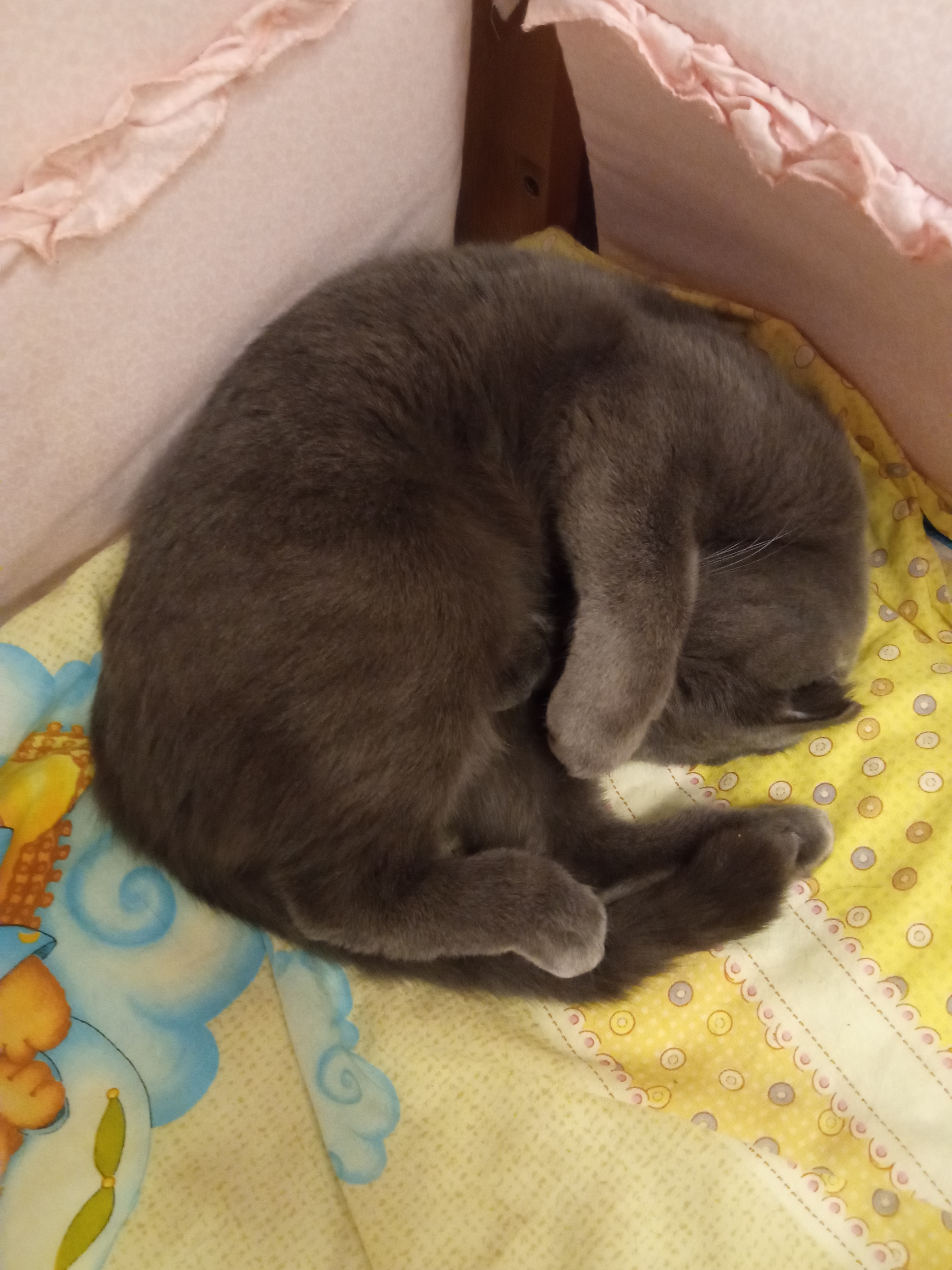 So that the light does not shine in the eyes - My, Scottish lop-eared, cat, Pets