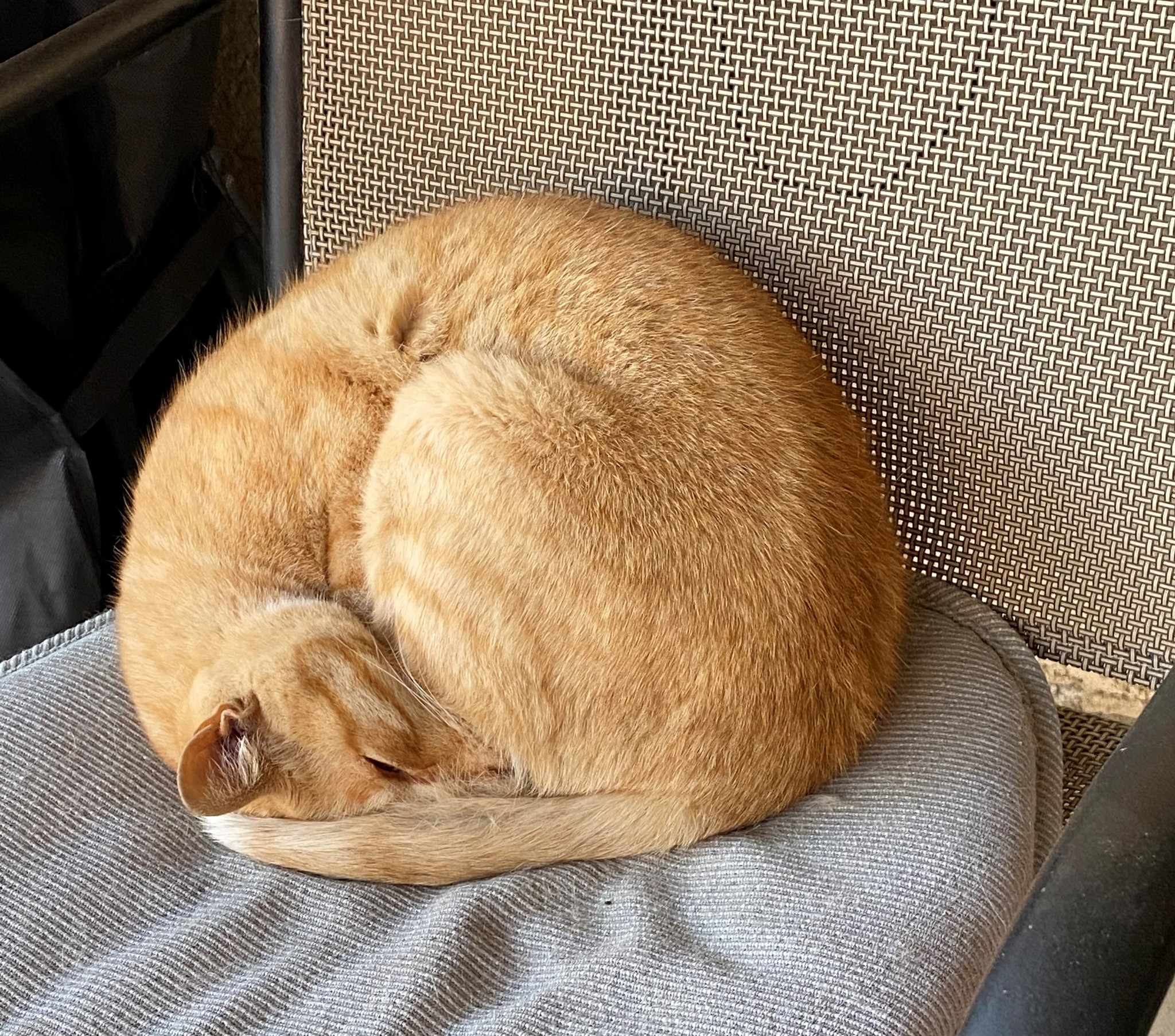 Котик спит, глазик бдит | Пикабу