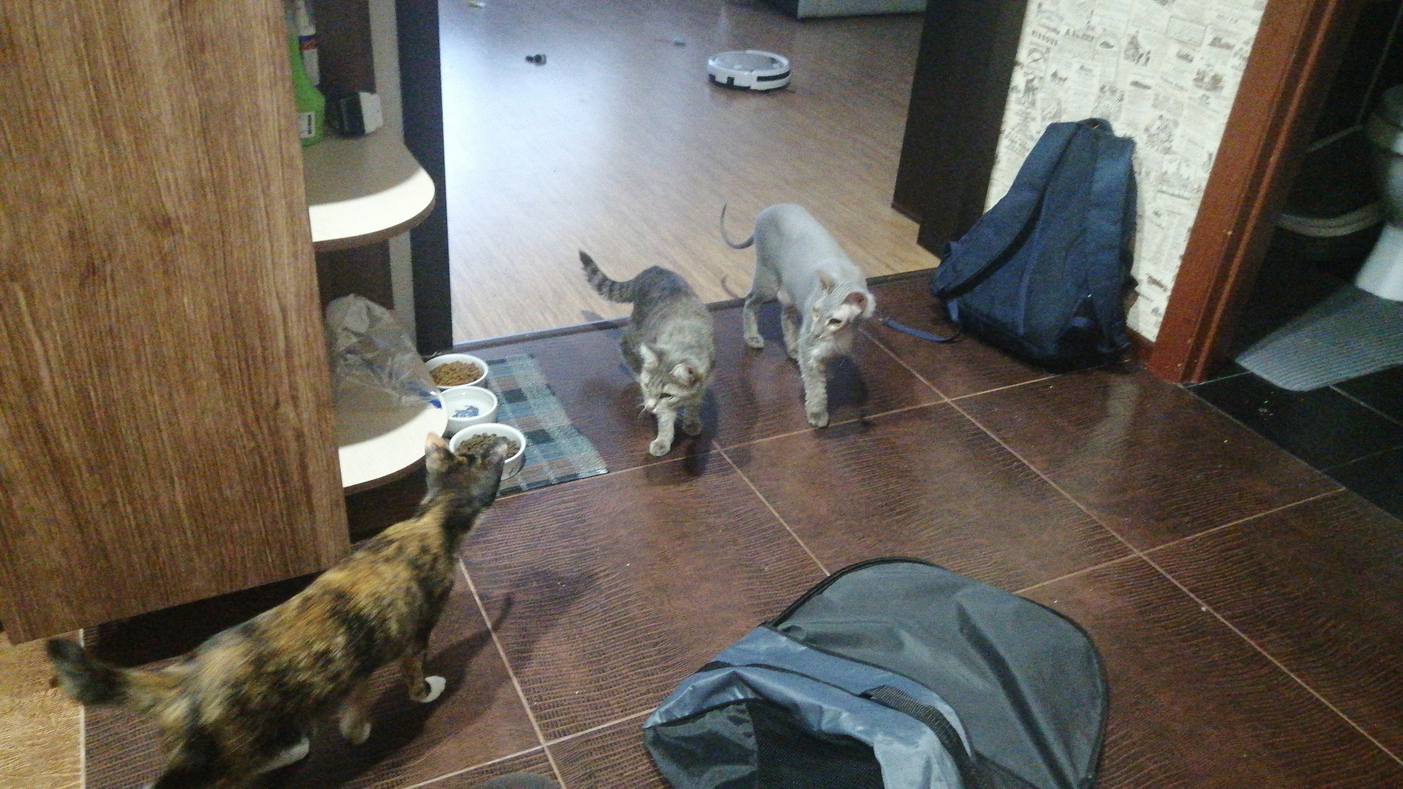 First meeting - My, cat, Sphinx, Tricolor cat