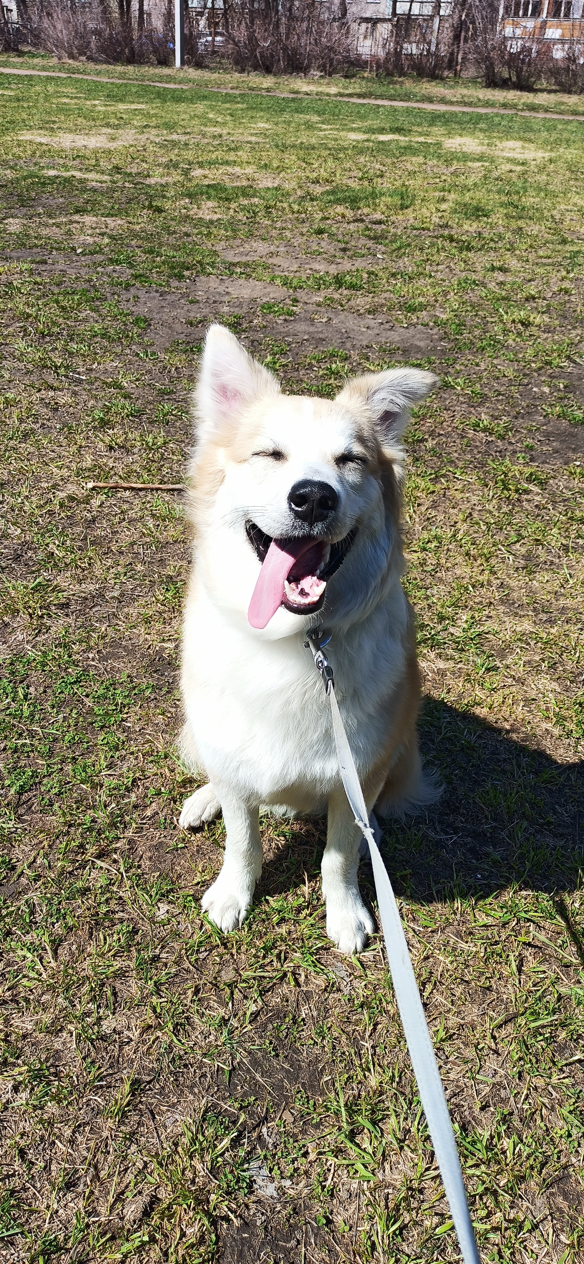 sunny dog))) - My, Dog, Pets, Spring, Longpost