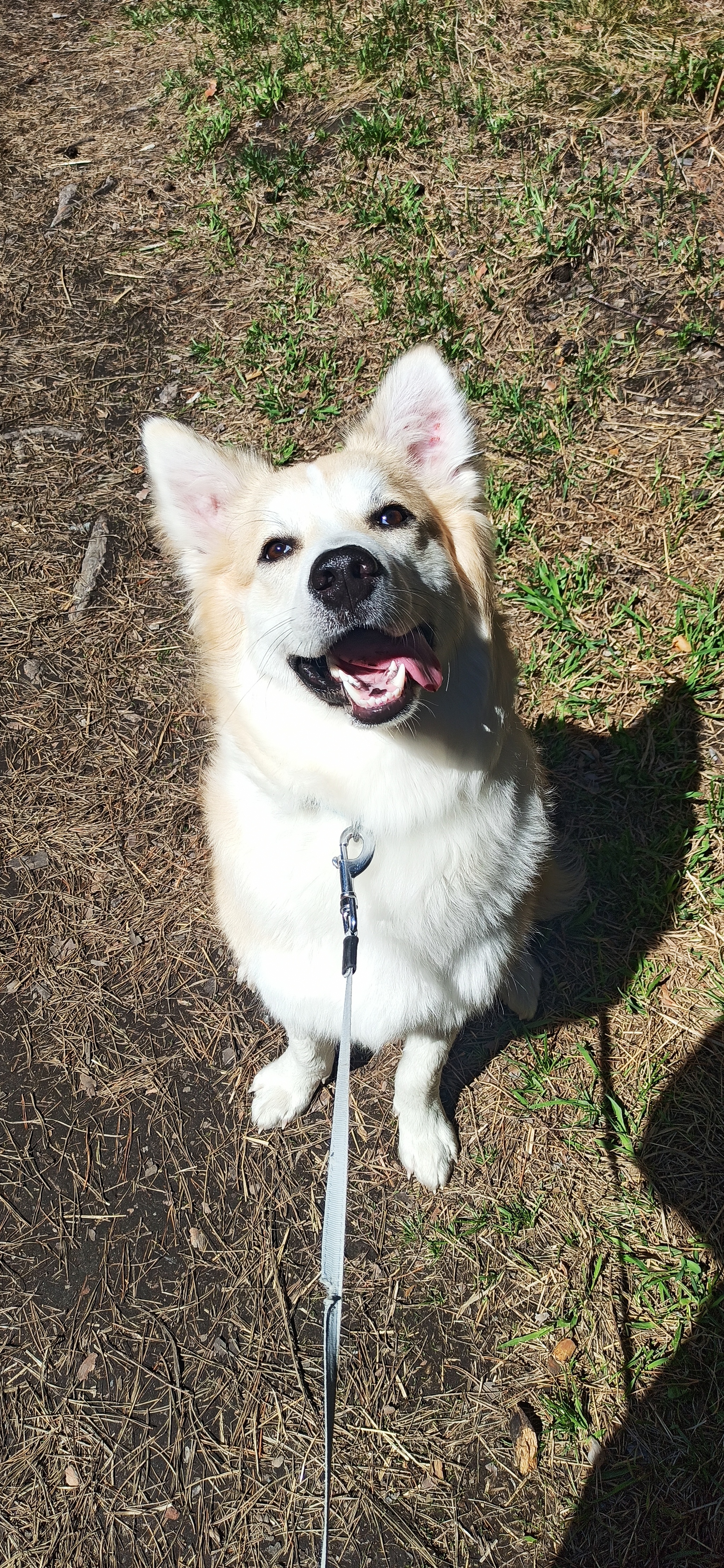 sunny dog))) - My, Dog, Pets, Spring, Longpost