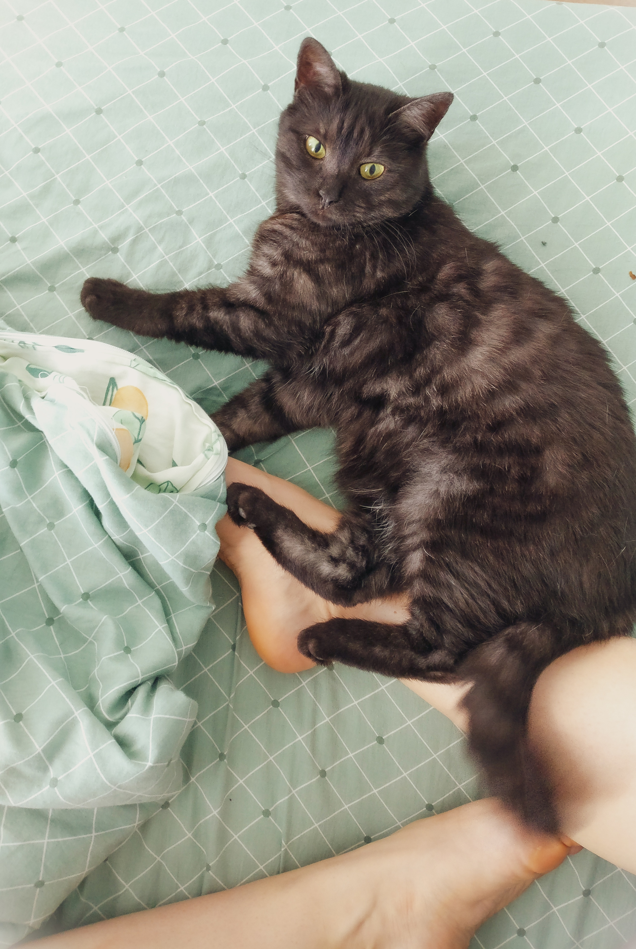 Cat Renaissance and paws - My, cat, Pets, Animals, Milota, Bed, Morning, The photo, Mobile photography, , Legs, Paws, Longpost