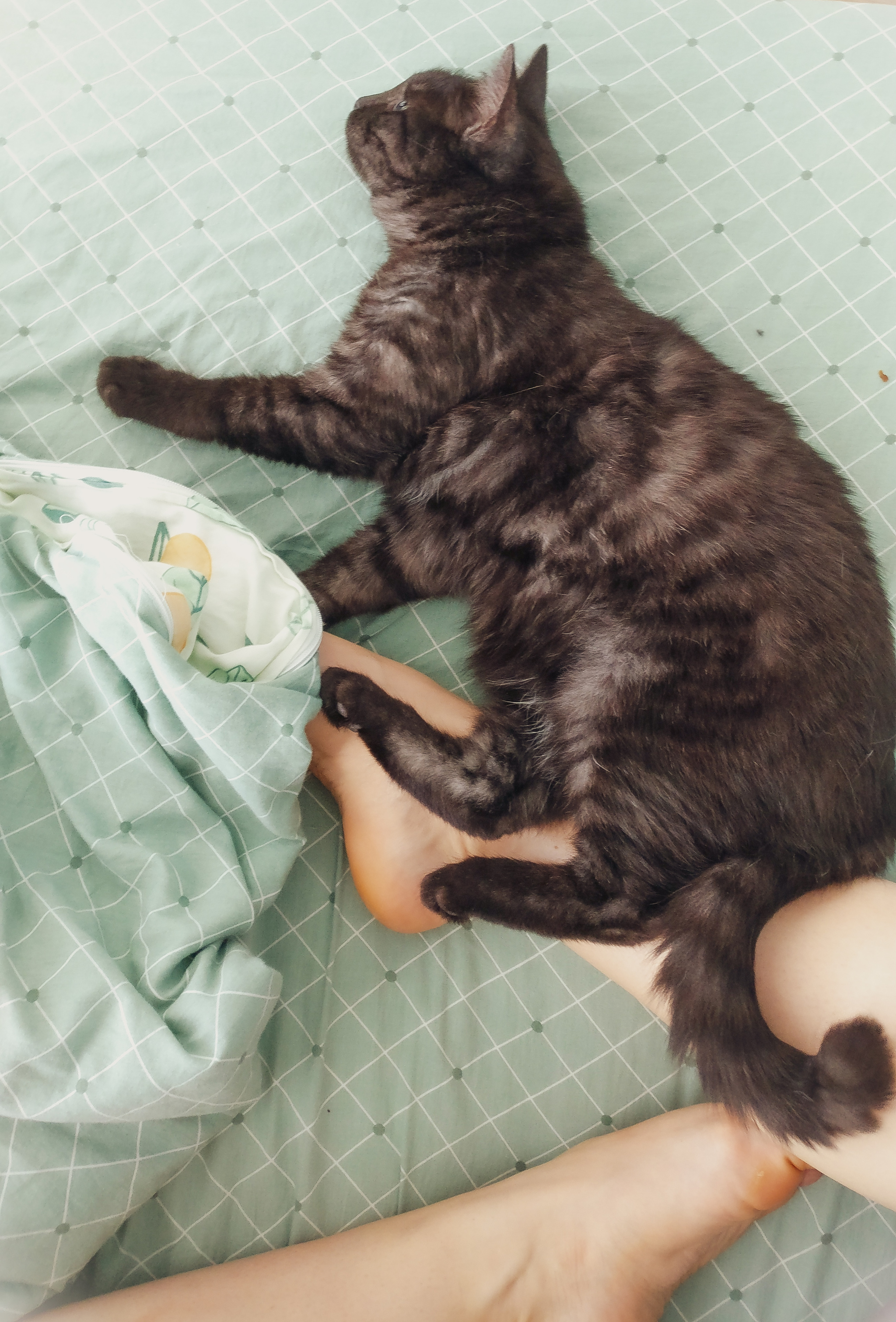 Cat Renaissance and paws - My, cat, Pets, Animals, Milota, Bed, Morning, The photo, Mobile photography, , Legs, Paws, Longpost