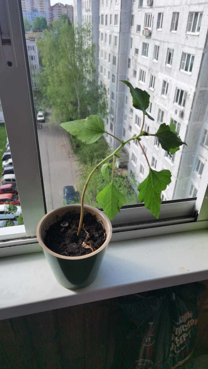 Help me find out what it is? - My, Plants, Help me find, Longpost