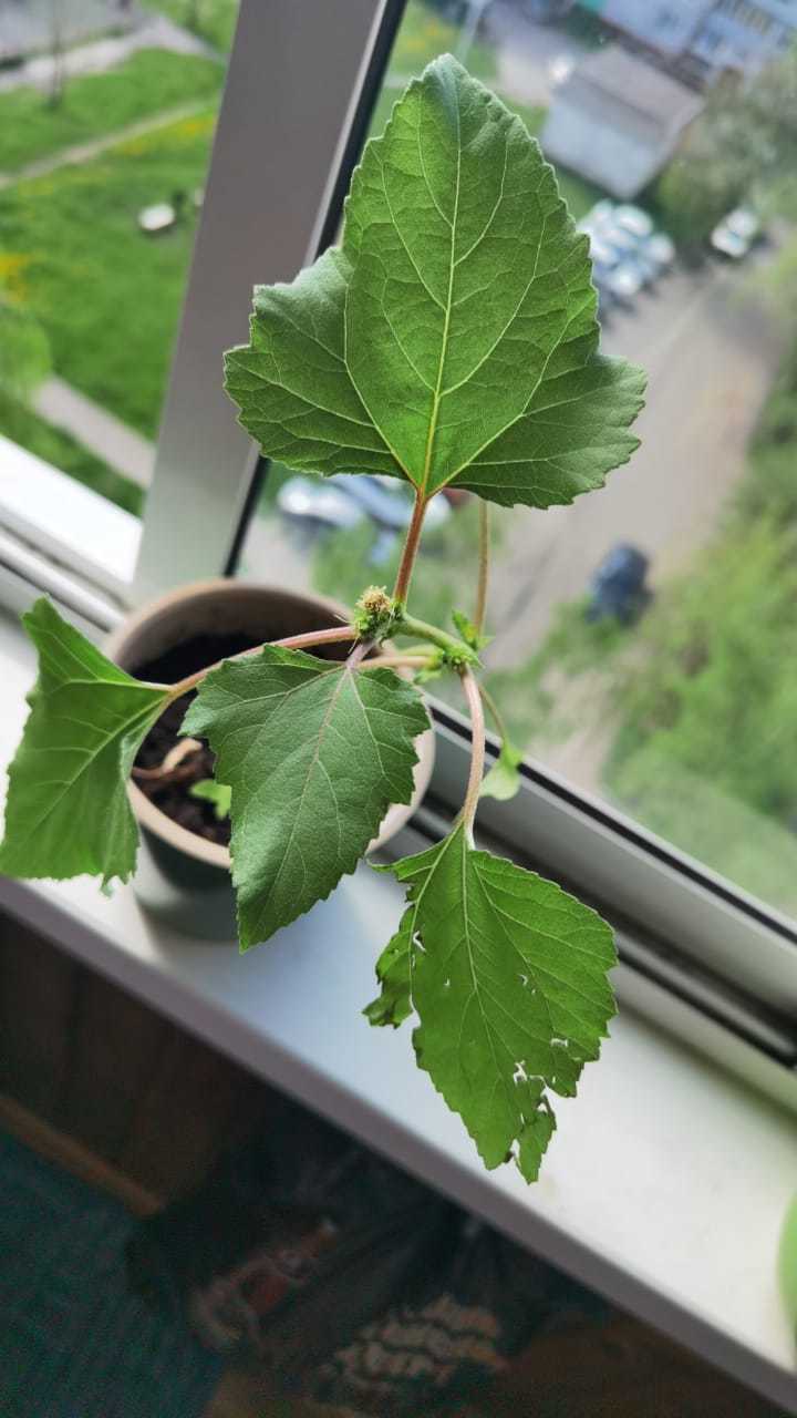 Help me find out what it is? - My, Plants, Help me find, Longpost