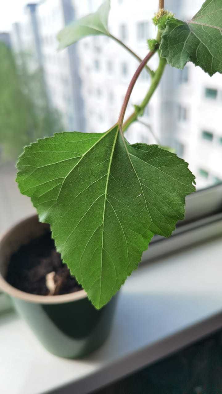 Help me find out what it is? - My, Plants, Help me find, Longpost