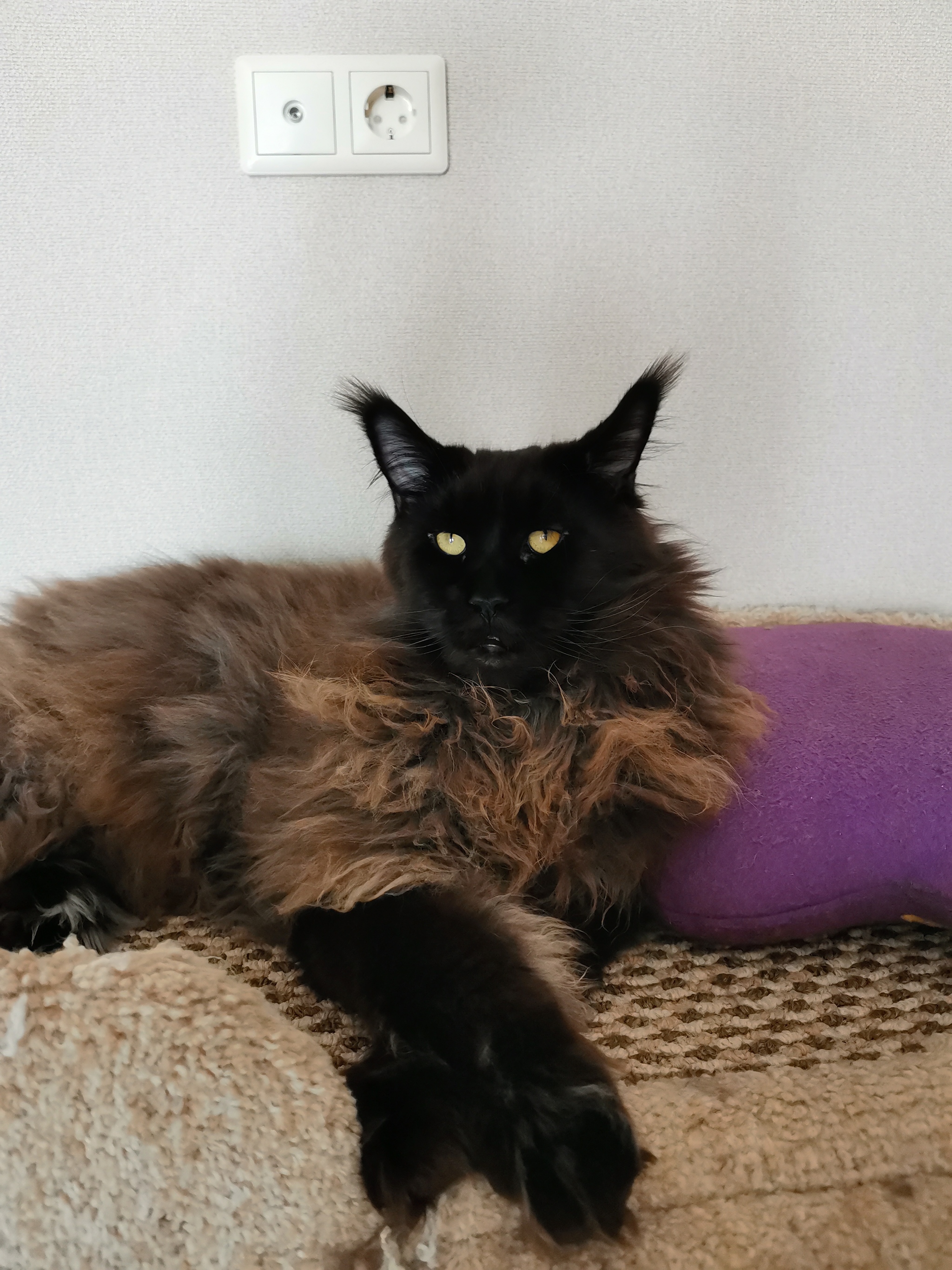 Languid Maine Coon Lucik - My, cat, Maine Coon, Longcat, Black cat, Longpost