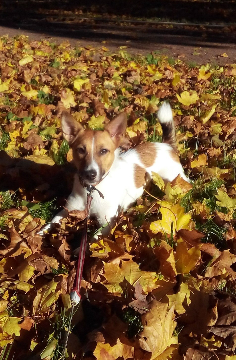 Family member - My, Dog, Jack Russell Terrier, Images, Longpost, Pets, Positive