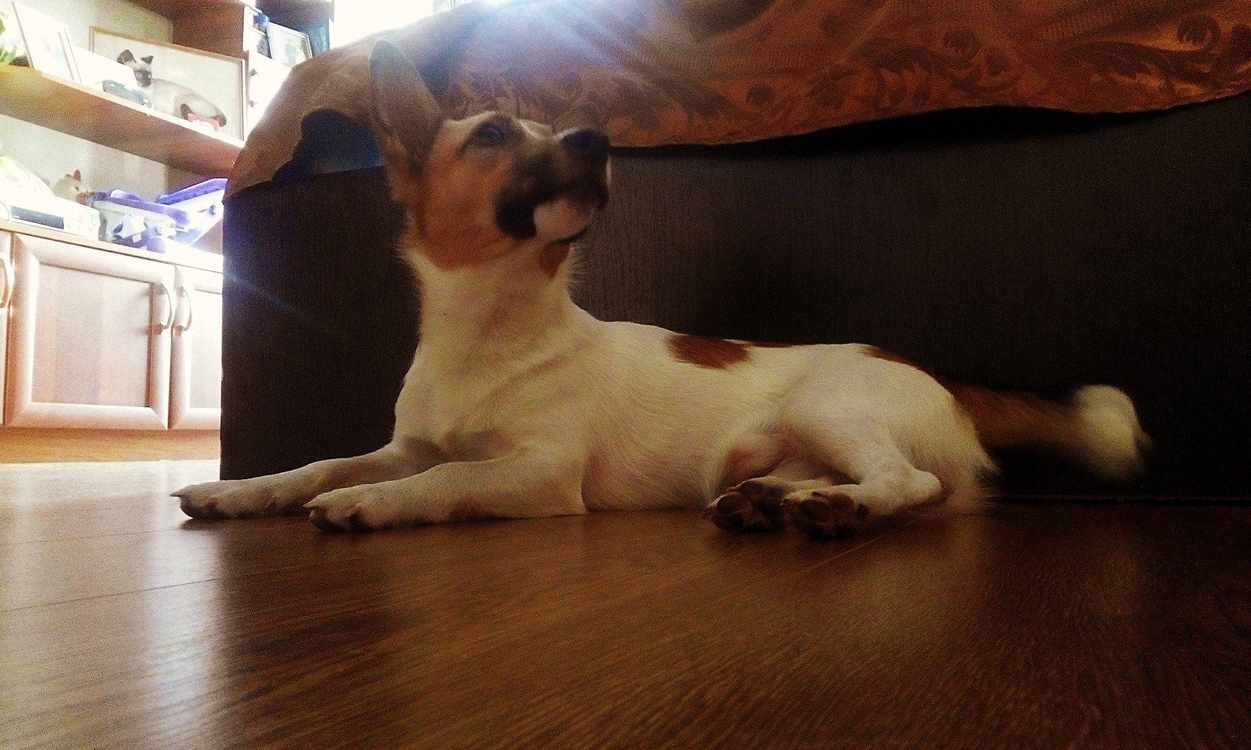 Family member - My, Dog, Jack Russell Terrier, Images, Longpost, Pets, Positive