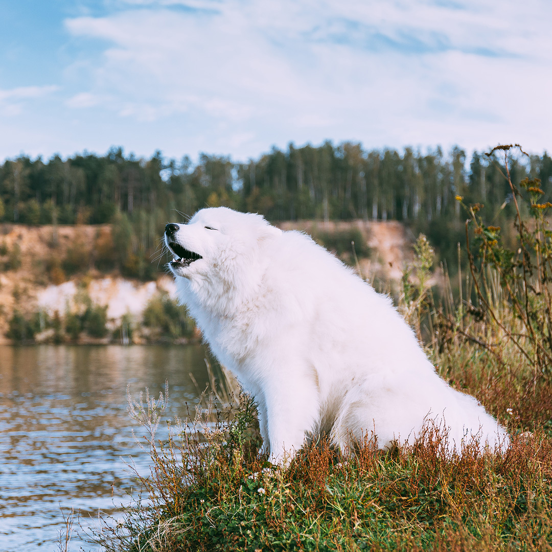 My furry cloud - My, Dog, Samoyed, Dogs and people, Animals, Longpost