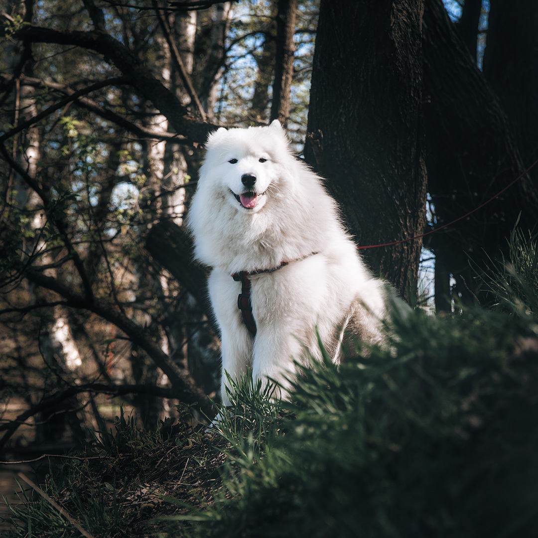 My furry cloud - My, Dog, Samoyed, Dogs and people, Animals, Longpost