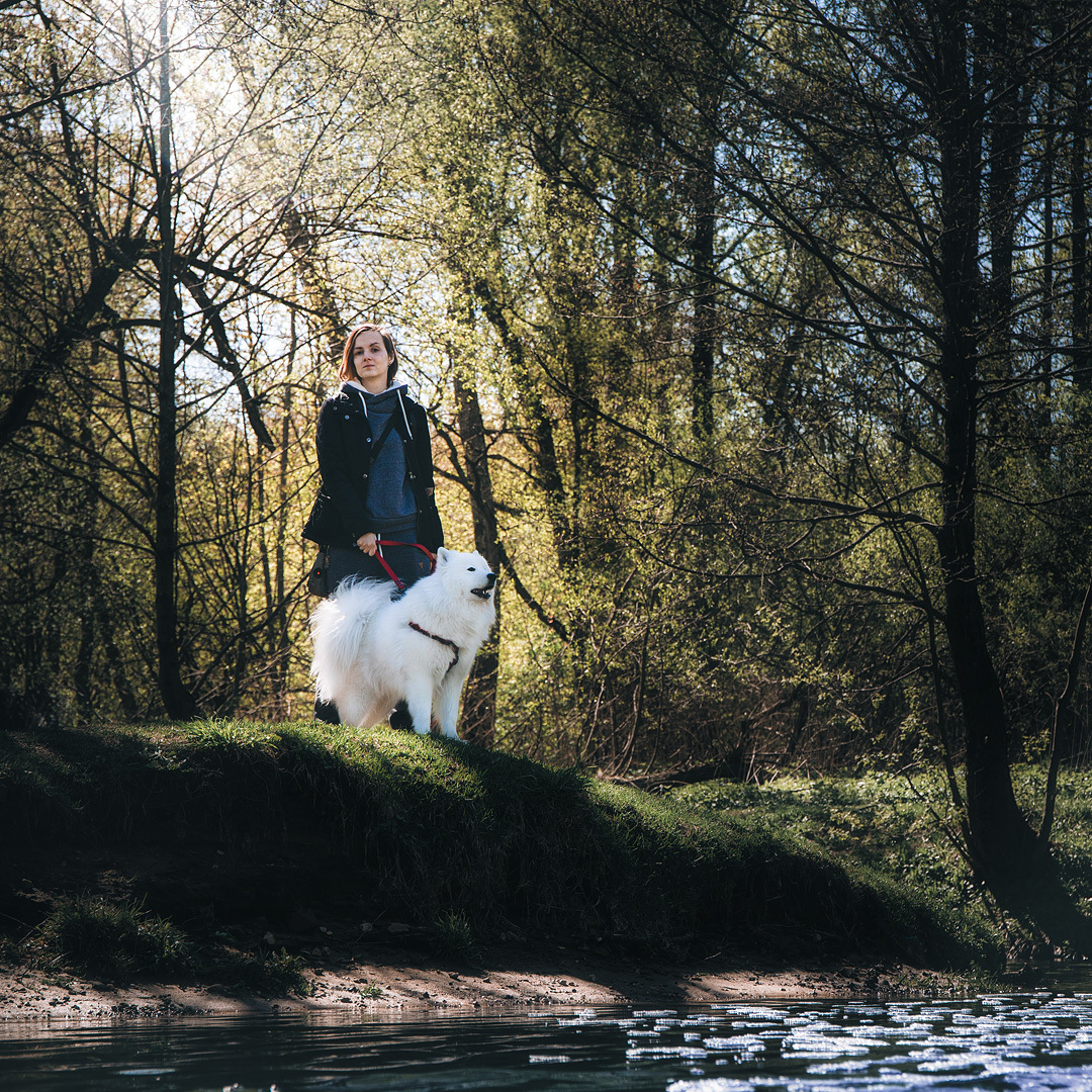 My furry cloud - My, Dog, Samoyed, Dogs and people, Animals, Longpost