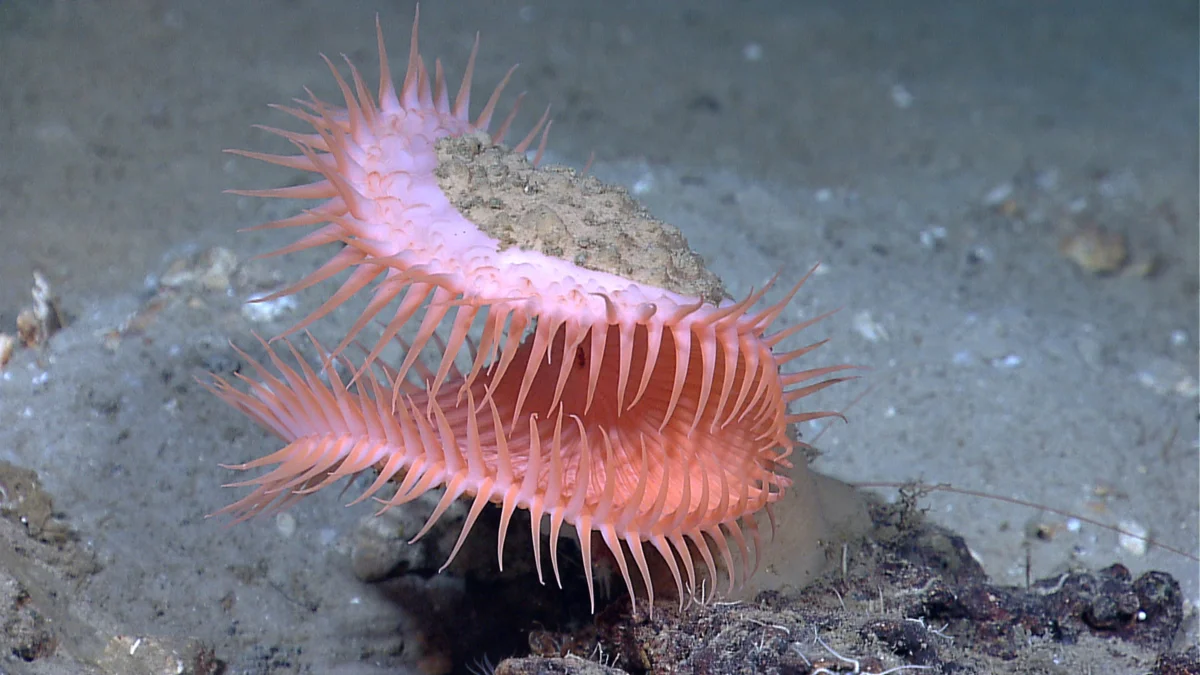 Flycatcher Anemone: Death Trap - Animal book, Yandex Zen, Water, Ocean, Sea, Aquarium, , Coral, , Ocelaris, Reef, Longpost, sea ??anemone