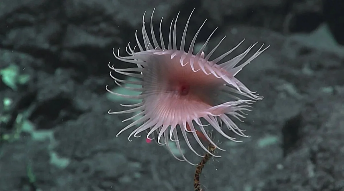 Flycatcher Anemone: Death Trap - Animal book, Yandex Zen, Water, Ocean, Sea, Aquarium, , Coral, , Ocelaris, Reef, Longpost, sea ??anemone