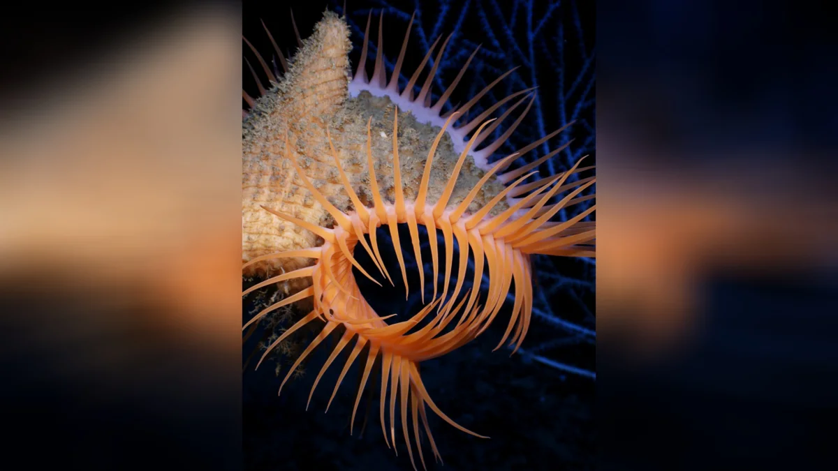 Flycatcher Anemone: Death Trap - Animal book, Yandex Zen, Water, Ocean, Sea, Aquarium, , Coral, , Ocelaris, Reef, Longpost, sea ??anemone