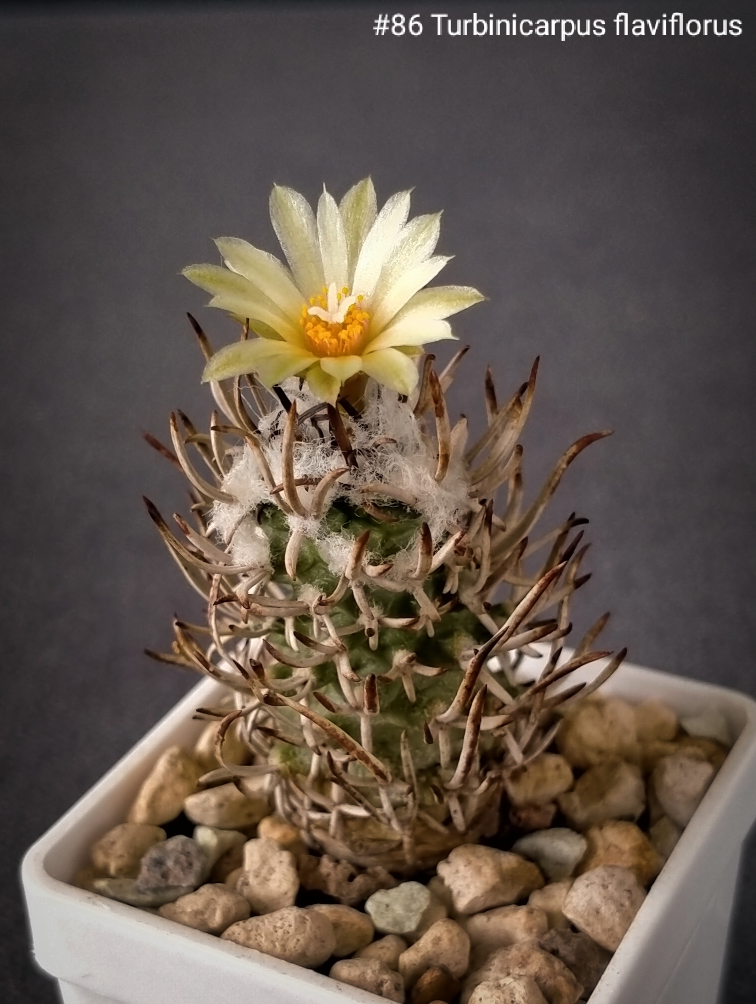 Flowering cactus Turbinicarpus flaviflorus - My, Cactus, Blooming cacti, Succulents, Houseplants, Flowers, Friday tag is mine