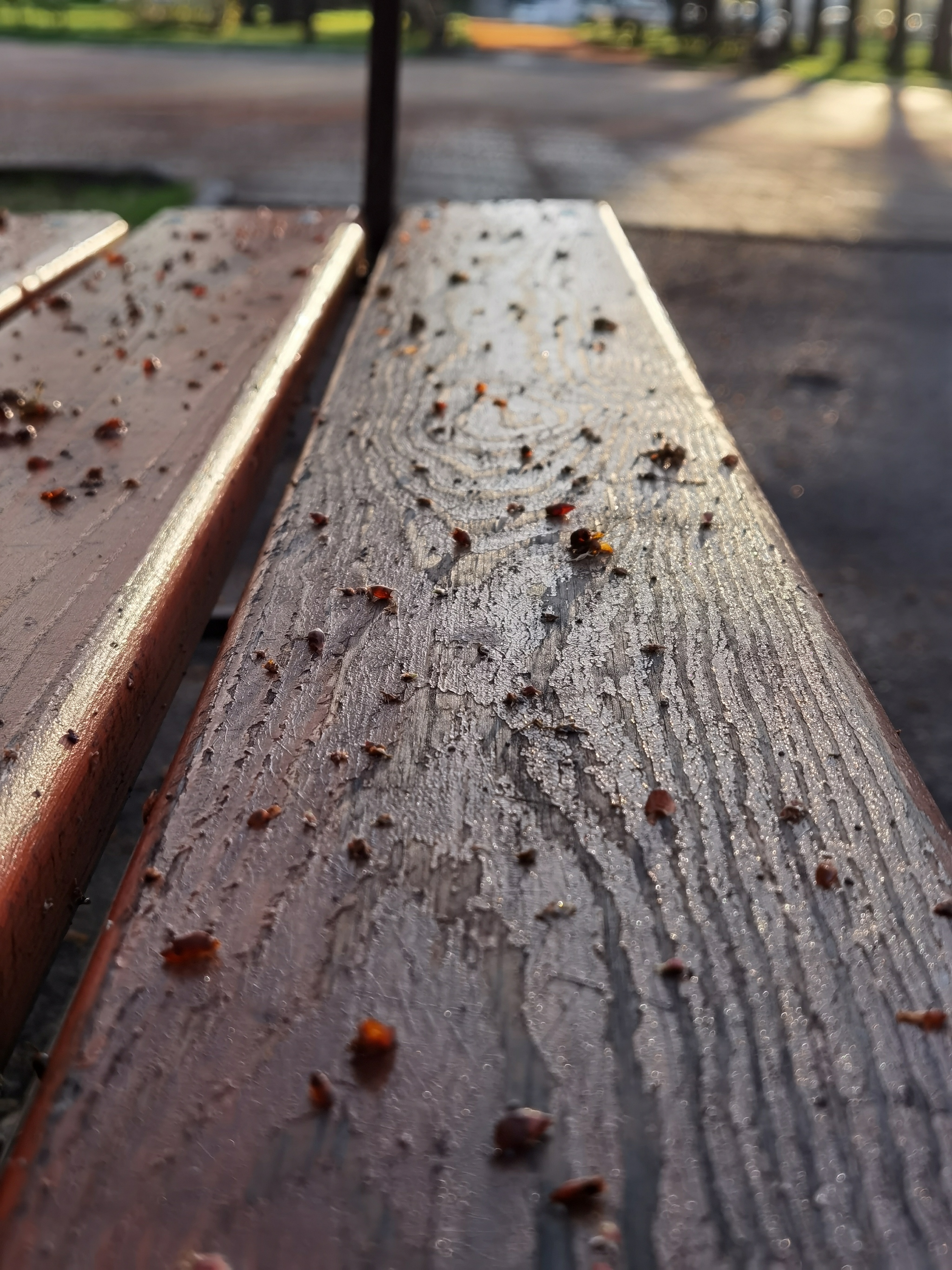 Where do the kidneys go? - My, The photo, Spring, Buds bloomed, Red on black, Benches, Longpost