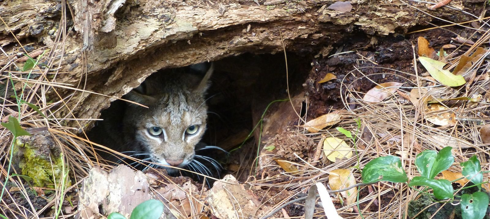 Newborn lynxes on an American island - Lynx, Small cats, Cat family, Predator, Wild animals, USA, South Carolina, Island, , Ecology, Biologists, Research, The national geographic, wildlife, Animals, East Coast, Scientists, Video, Longpost