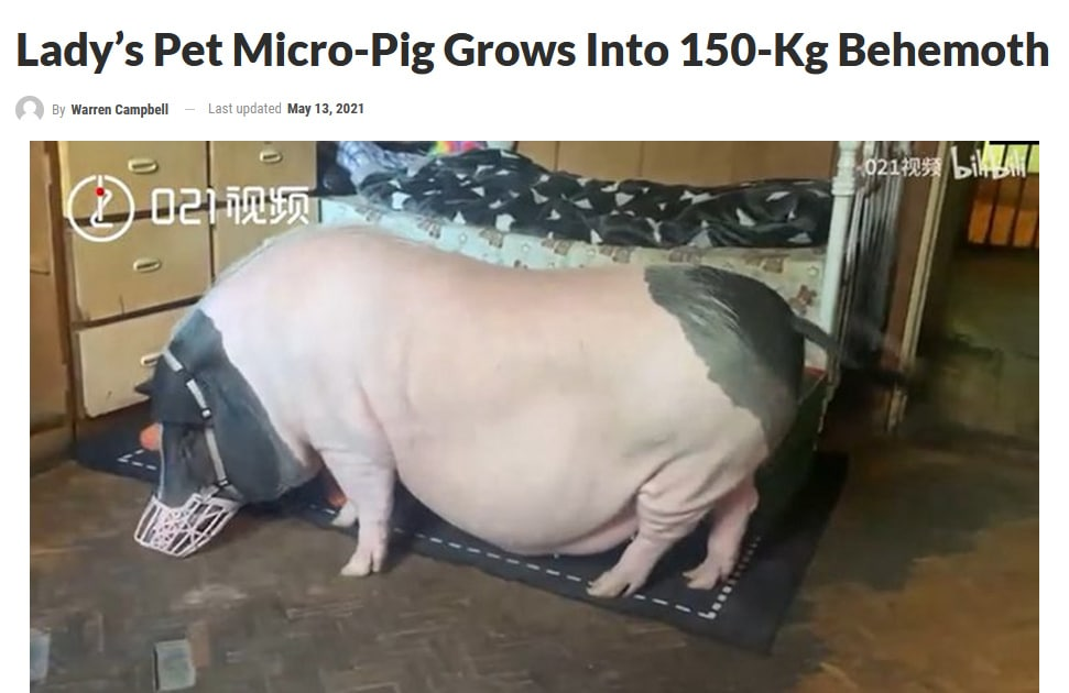 The woman started a mini-pig, which turned into a 150-pound pig - Pig, Fail, news, Suddenly, Animals