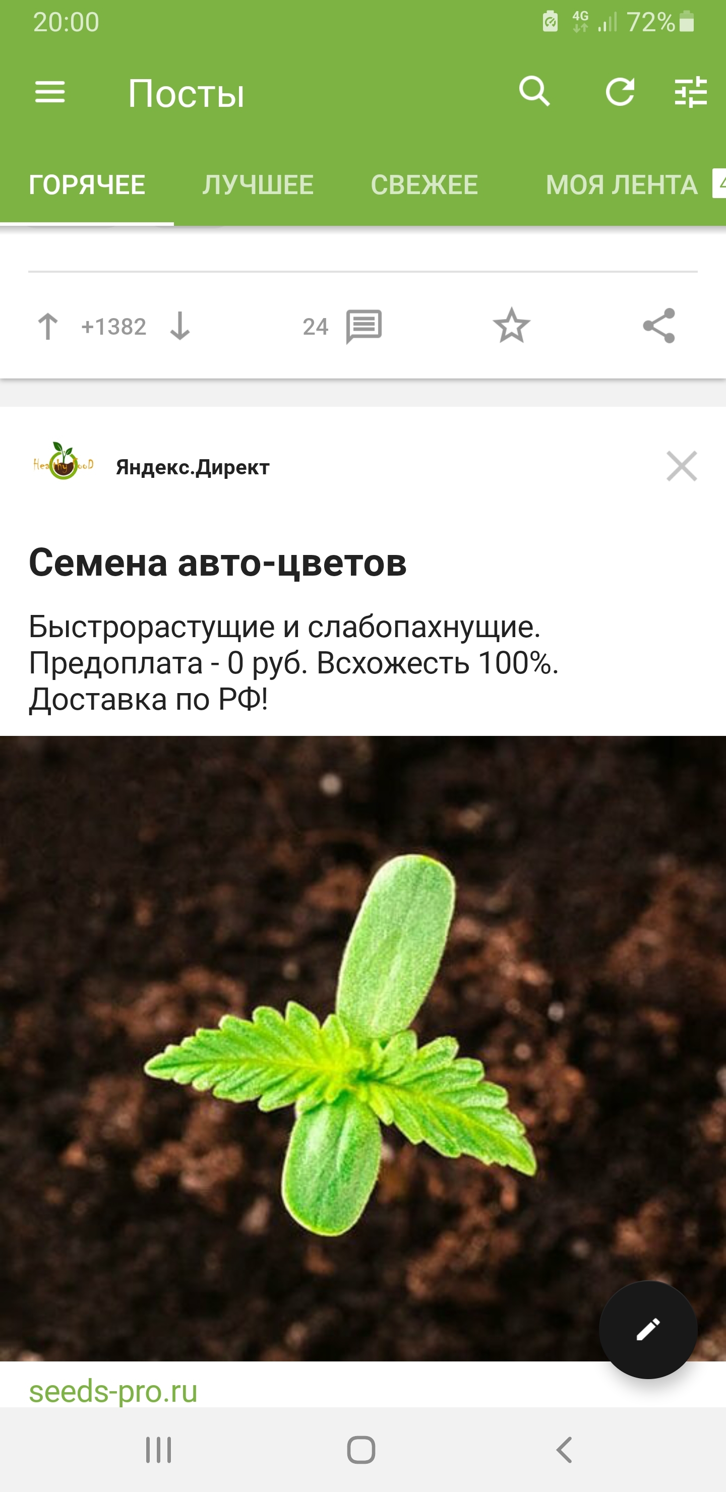 Am I the only one who is advertised on pikabu with cannabis seeds? - Marijuana, Drugs, Longpost