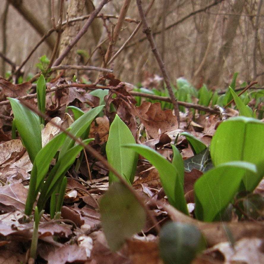 Recipe from my Sakhalin childhood. For those who don't like to cook - My, Sakhalin, Дальний Восток, Recipe, Ramson, Yummy, Cheap, Spring, Healthy lifestyle, Longpost