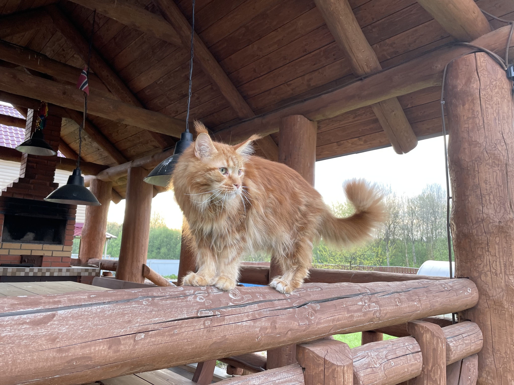 The cat is looking - My, cat, Maine Coon, Redheads, Dacha