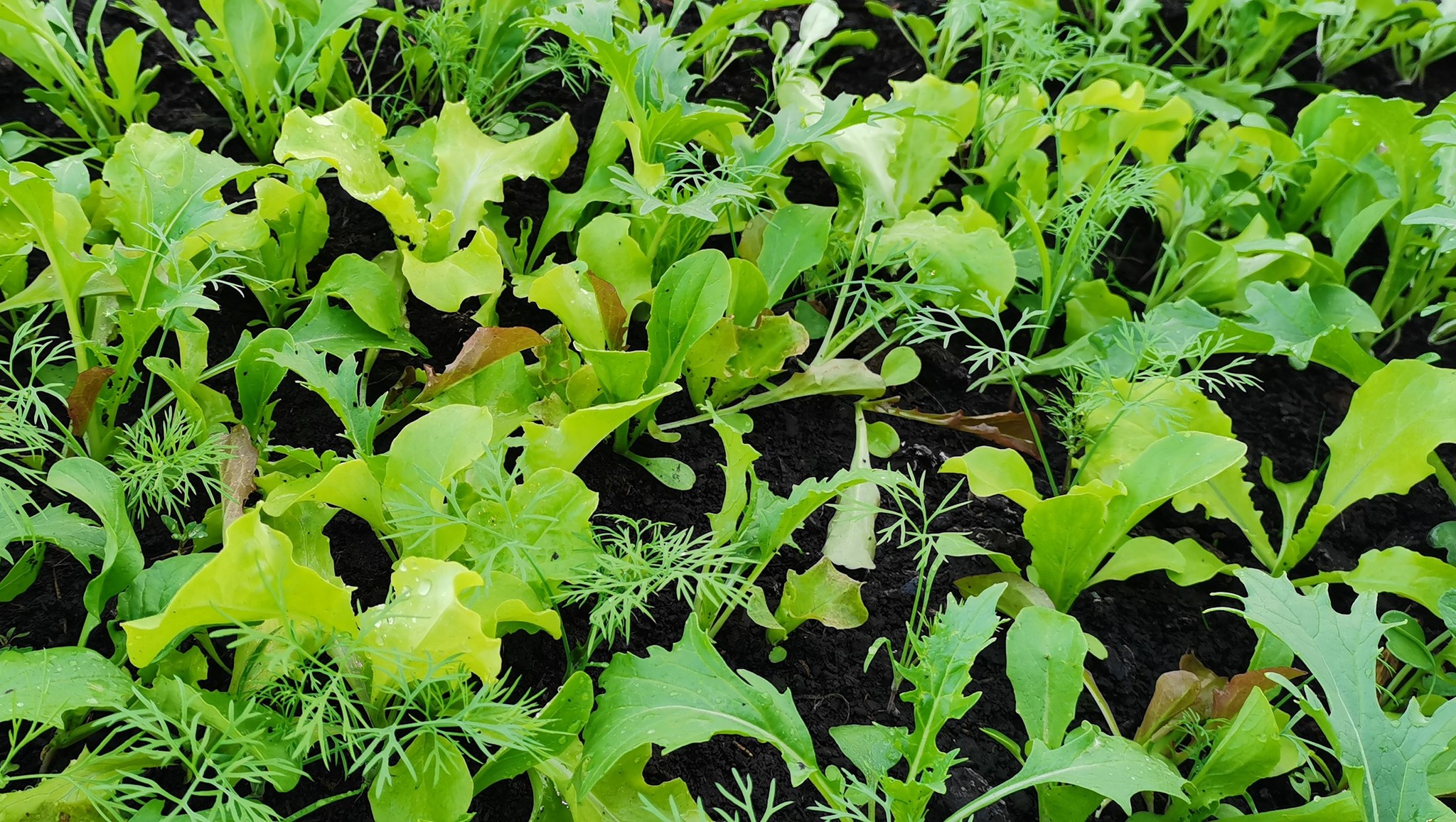 Greenery in the greenhouse on May 10, 2021. - My, Greenery, Greenhouse, Cucumbers, Salad, Flowers, Shoots, Radish, Garden, Video