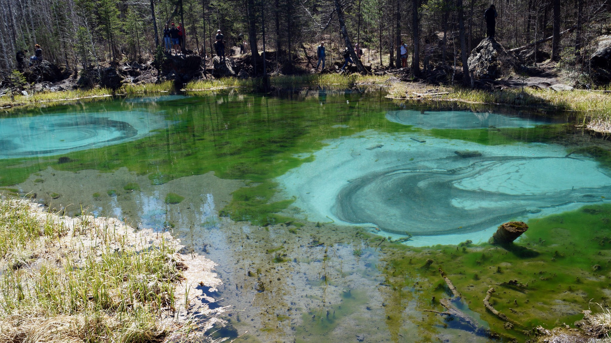 Spring of Gorny Altai - My, Mountain Altai, Maralnik, Spring, Beginning photographer, Sony alpha 58, Travels, , Geyser Lake, Longpost, Altai Republic