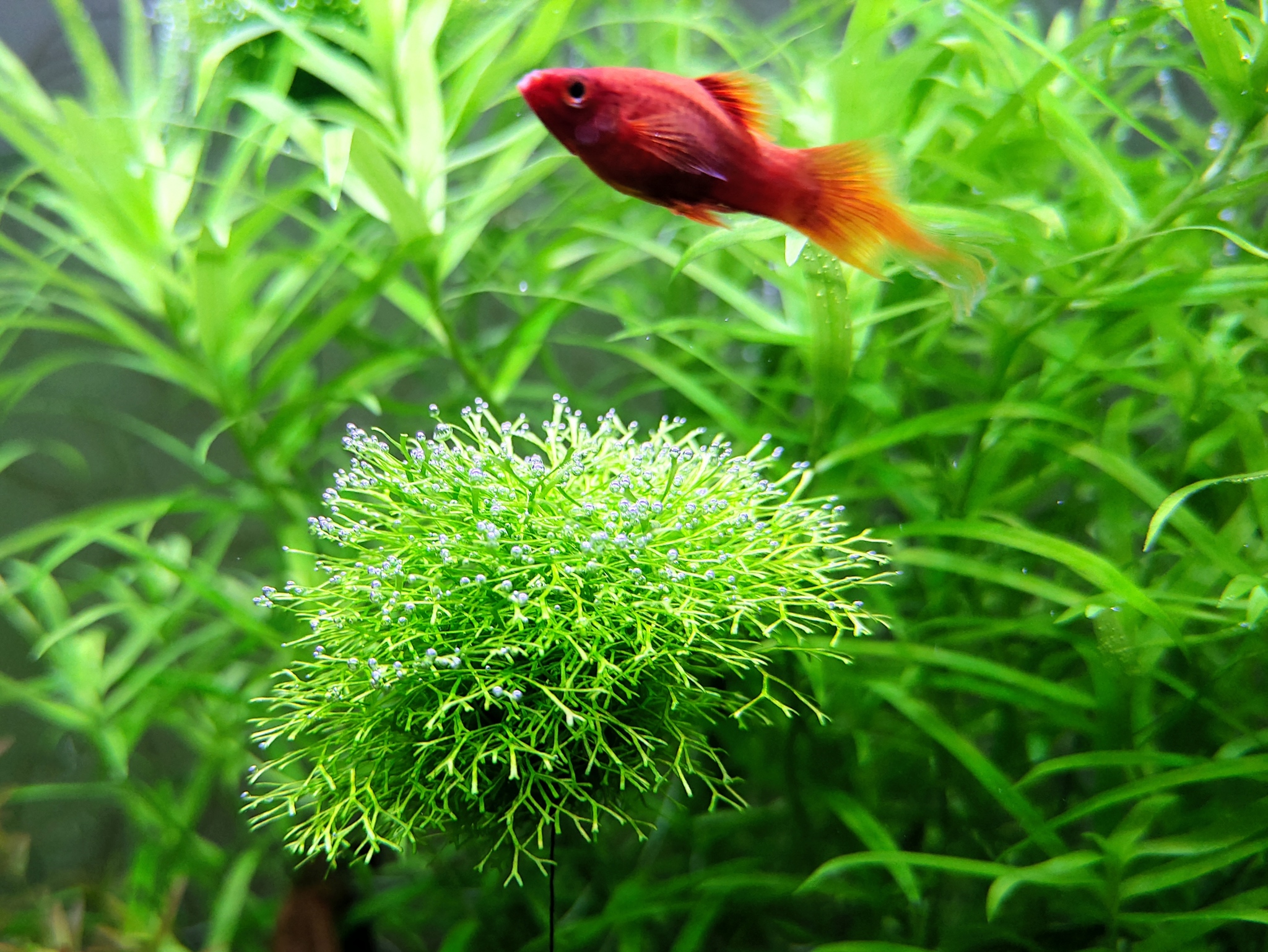 It's Haircut Time - My, Aquarium, Plants, Longpost