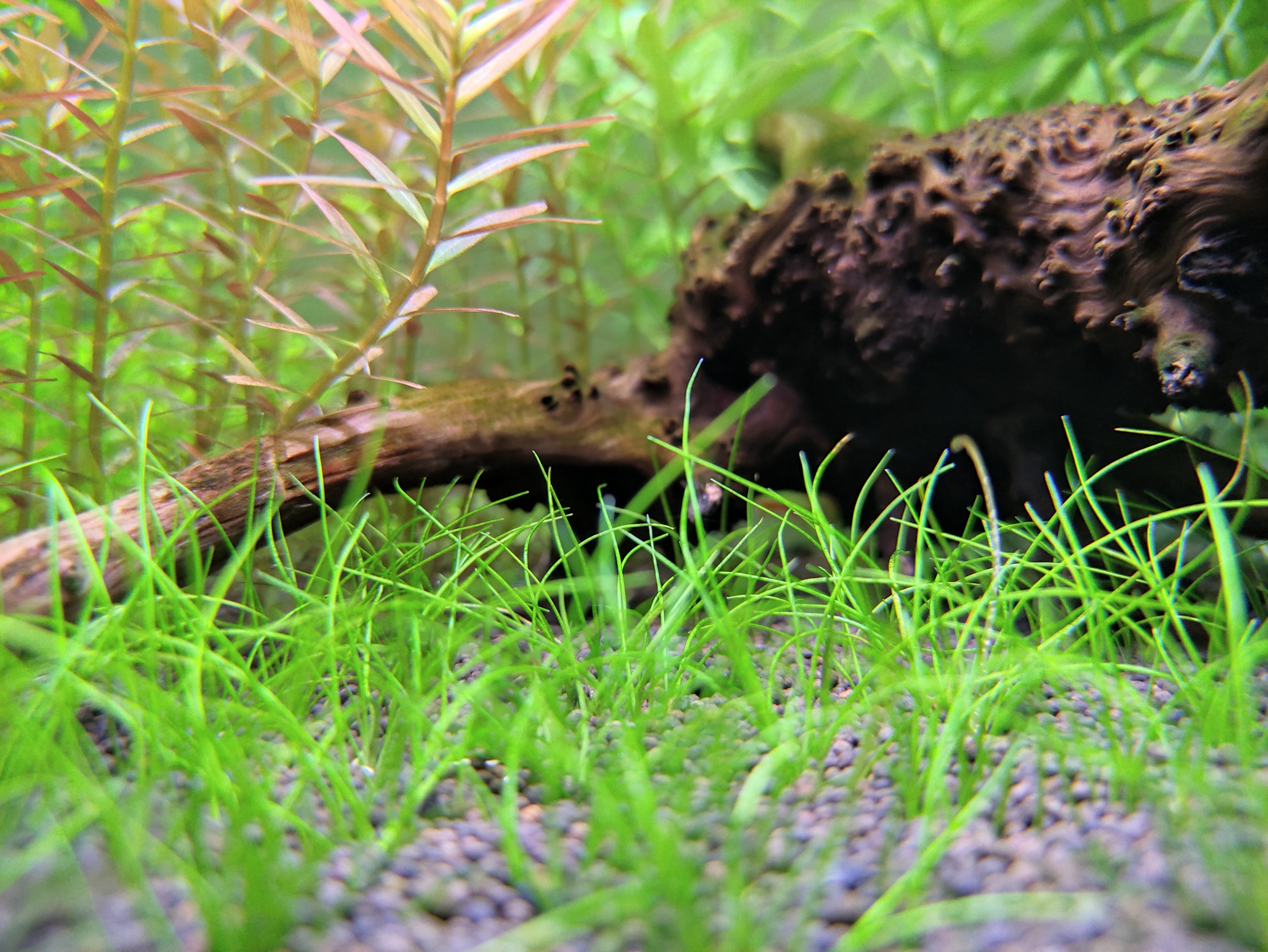 It's Haircut Time - My, Aquarium, Plants, Longpost