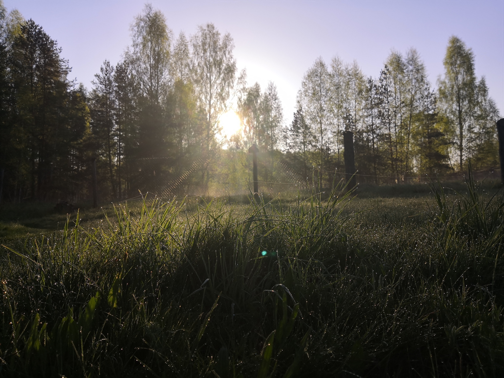 Morning in the village - My, Grass, The sun, Forest, The photo, Dew, Morning, Village, Tree, , House in the woods, Spring, Weekend, Greenery