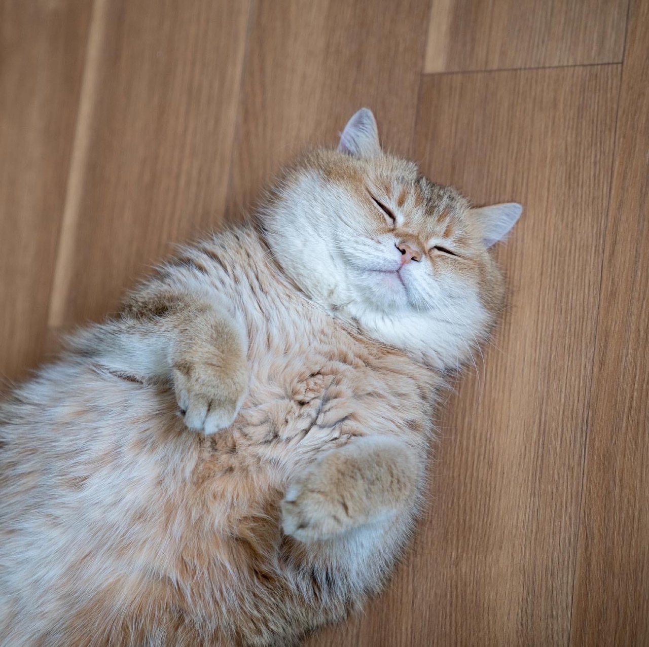 I'm a seal and I'm lazy - cat, Tulening, Hosico Cat, Fat cats, Longpost