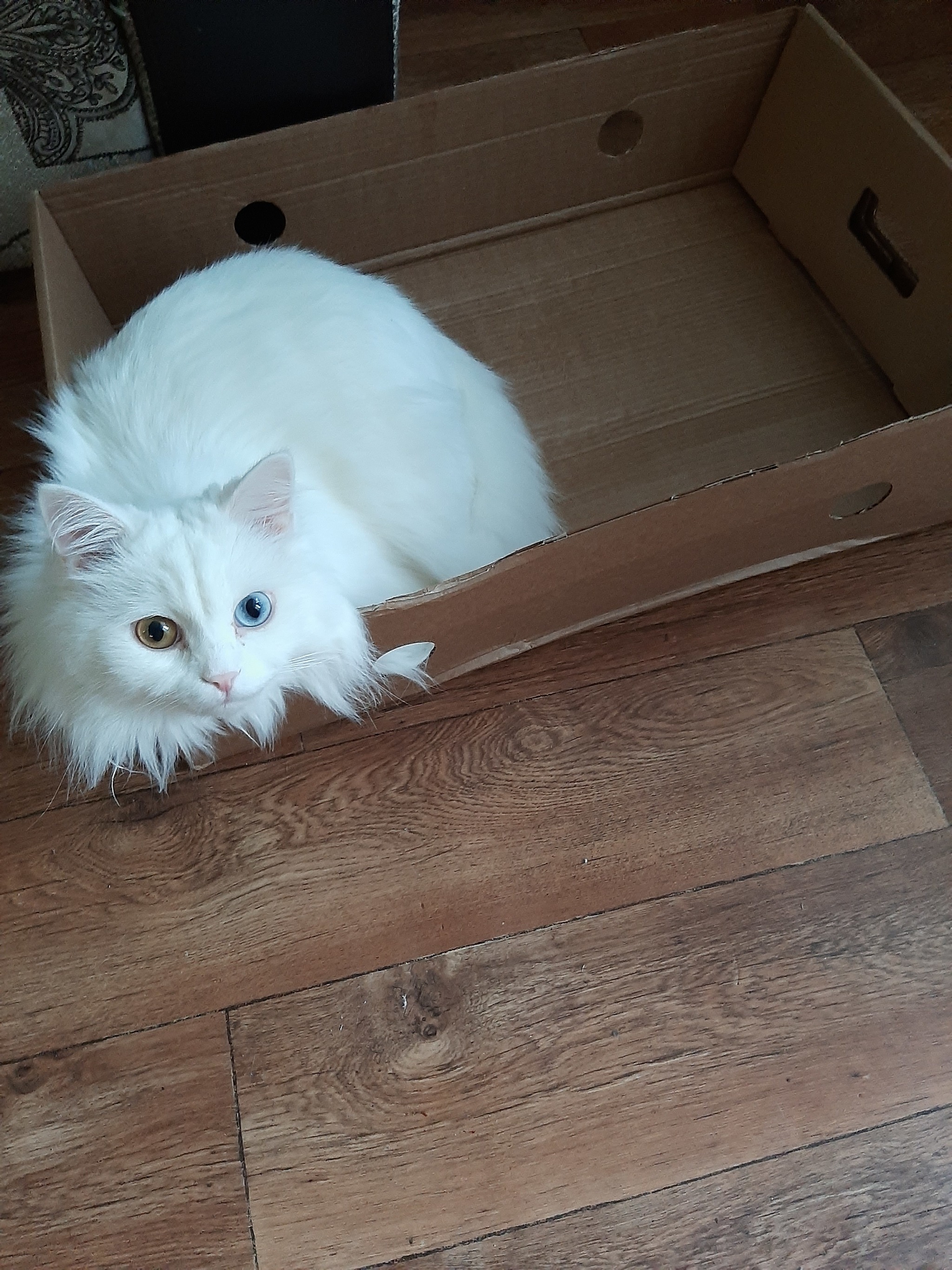 Size doesn't matter - My, cat, Box, Tightness, Heterochromia