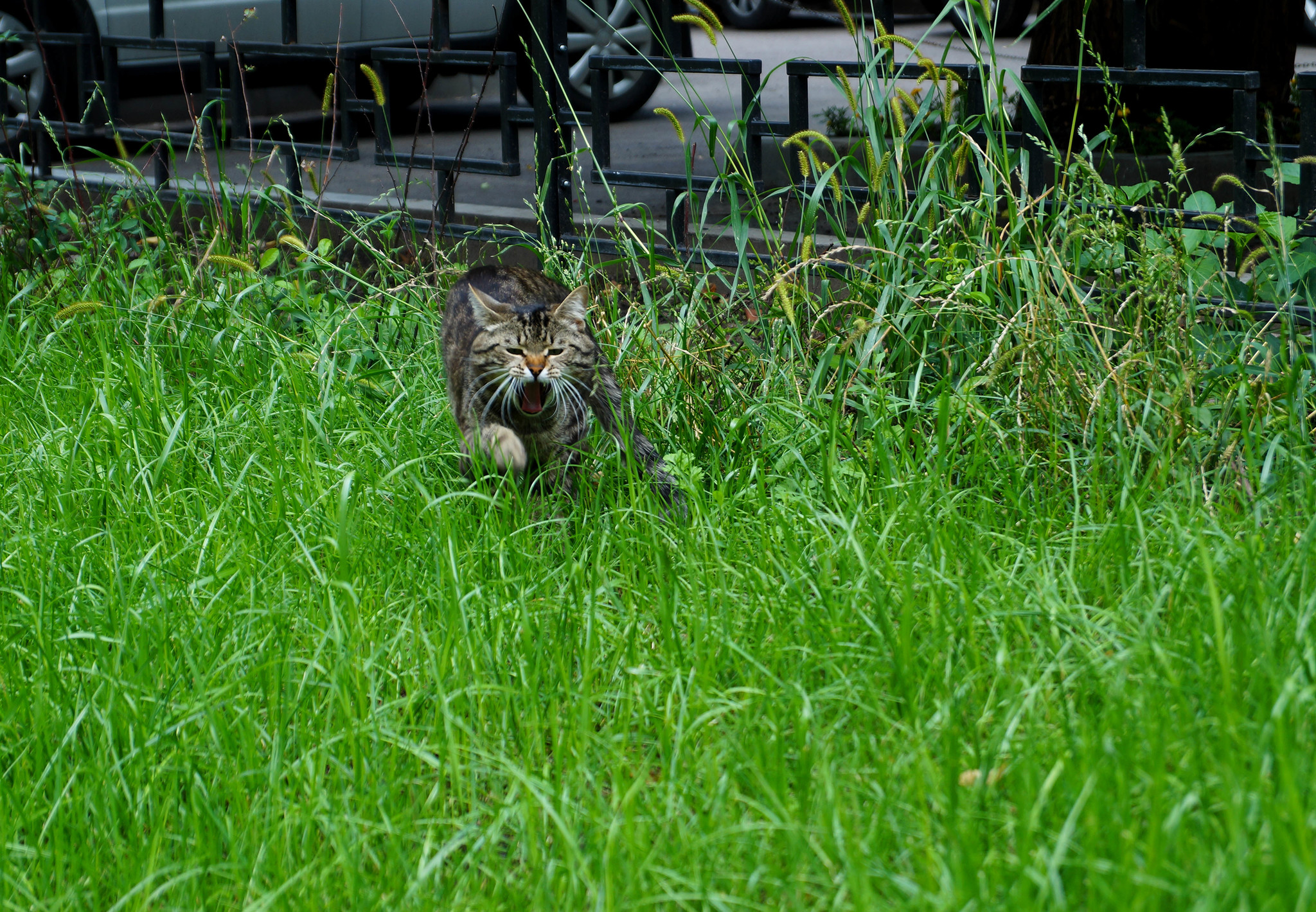 Котейка из Воронежа - Моё, Кот, Воронеж, Трава, Длиннопост