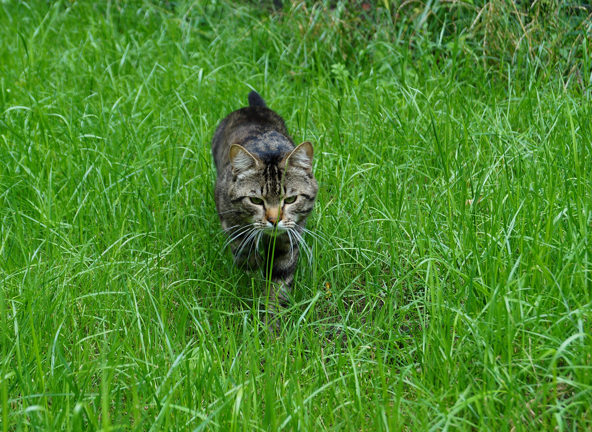 Котейка из Воронежа - Моё, Кот, Воронеж, Трава, Длиннопост