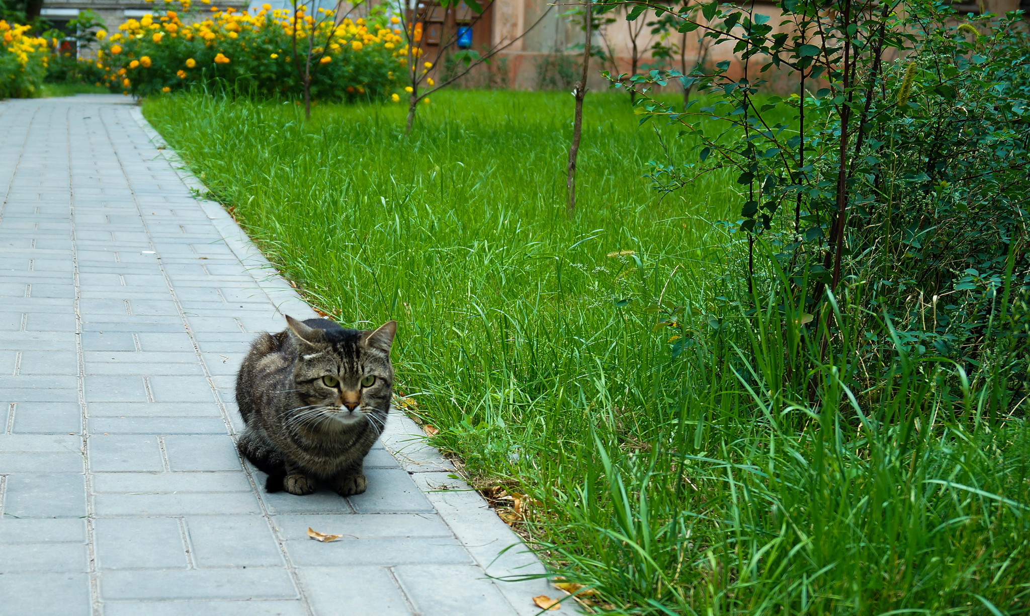 Котейка из Воронежа - Моё, Кот, Воронеж, Трава, Длиннопост