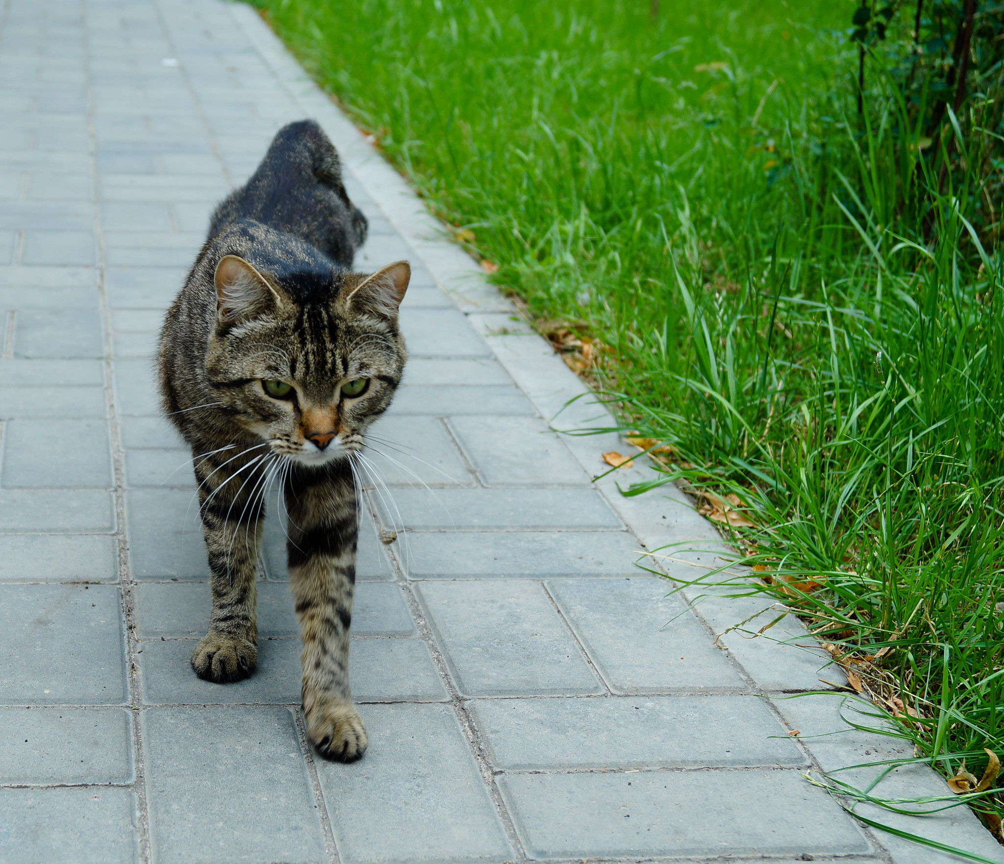 Котейка из Воронежа - Моё, Кот, Воронеж, Трава, Длиннопост