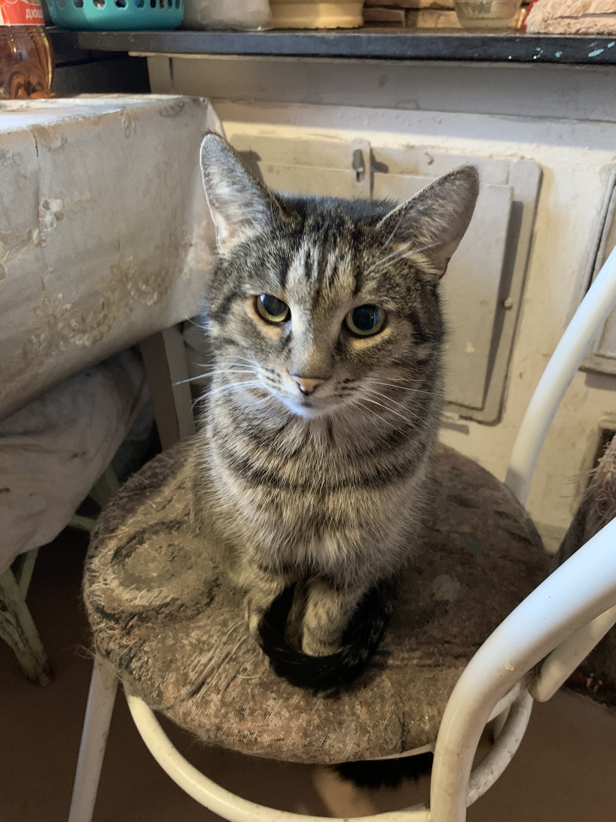 Find my man! - My, cat, Kittens, In good hands, Saint Petersburg, Leningrad region, No rating, Animal shelter, Shelter, , cat house, Cataract, Animal Rescue, Kindness, Good deeds, Veterinary, Ophthalmology, Vision, Ophthalmologist, Video, Longpost