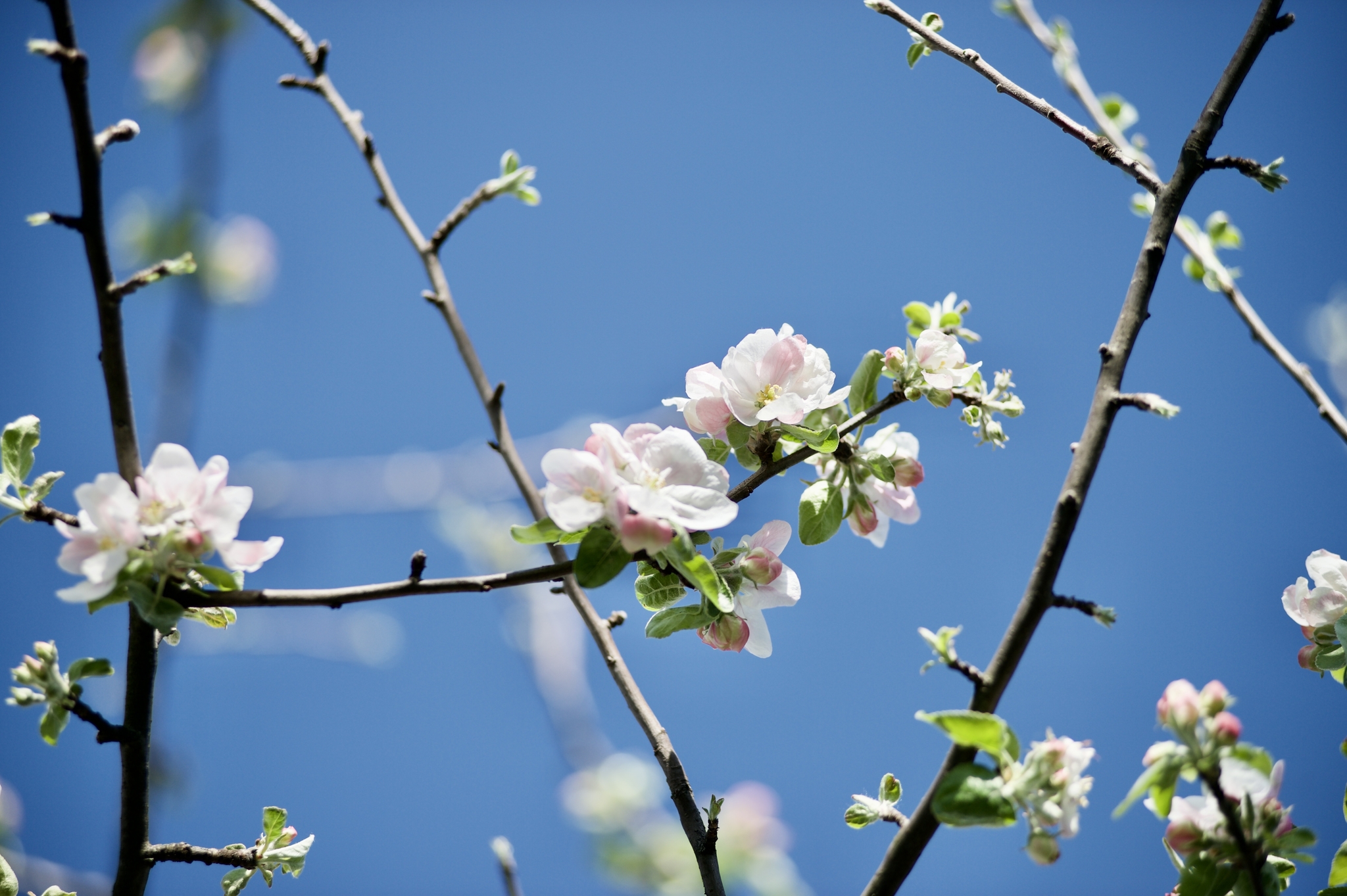 Reasoning question. - My, The photo, Apple tree, Nikon