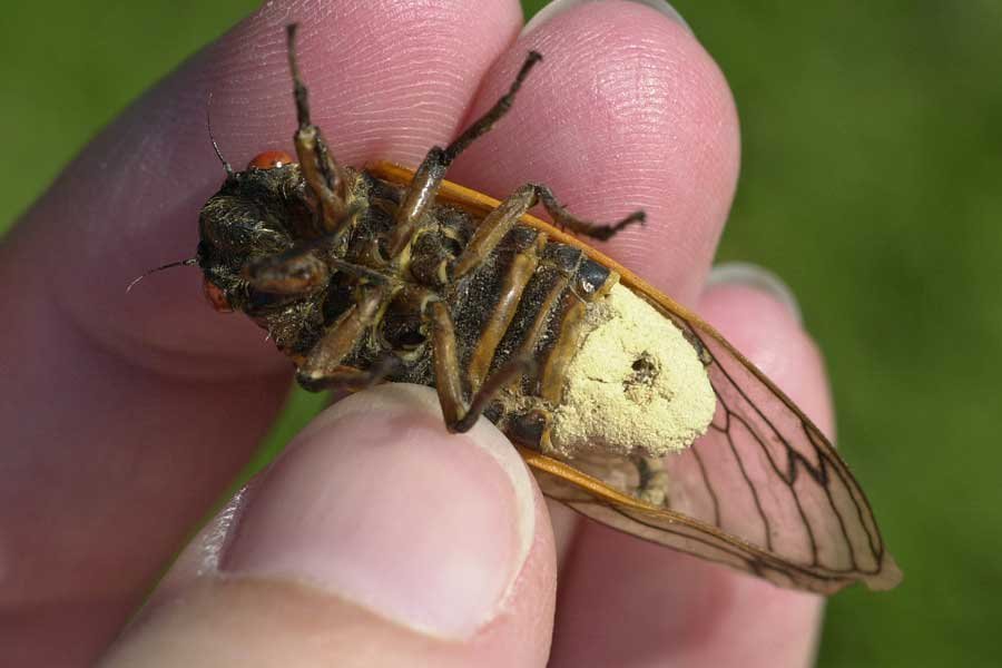 Periodic cicadas will hit the US this month - Insects, Mushrooms, USA, Nature, Interesting, Cicada