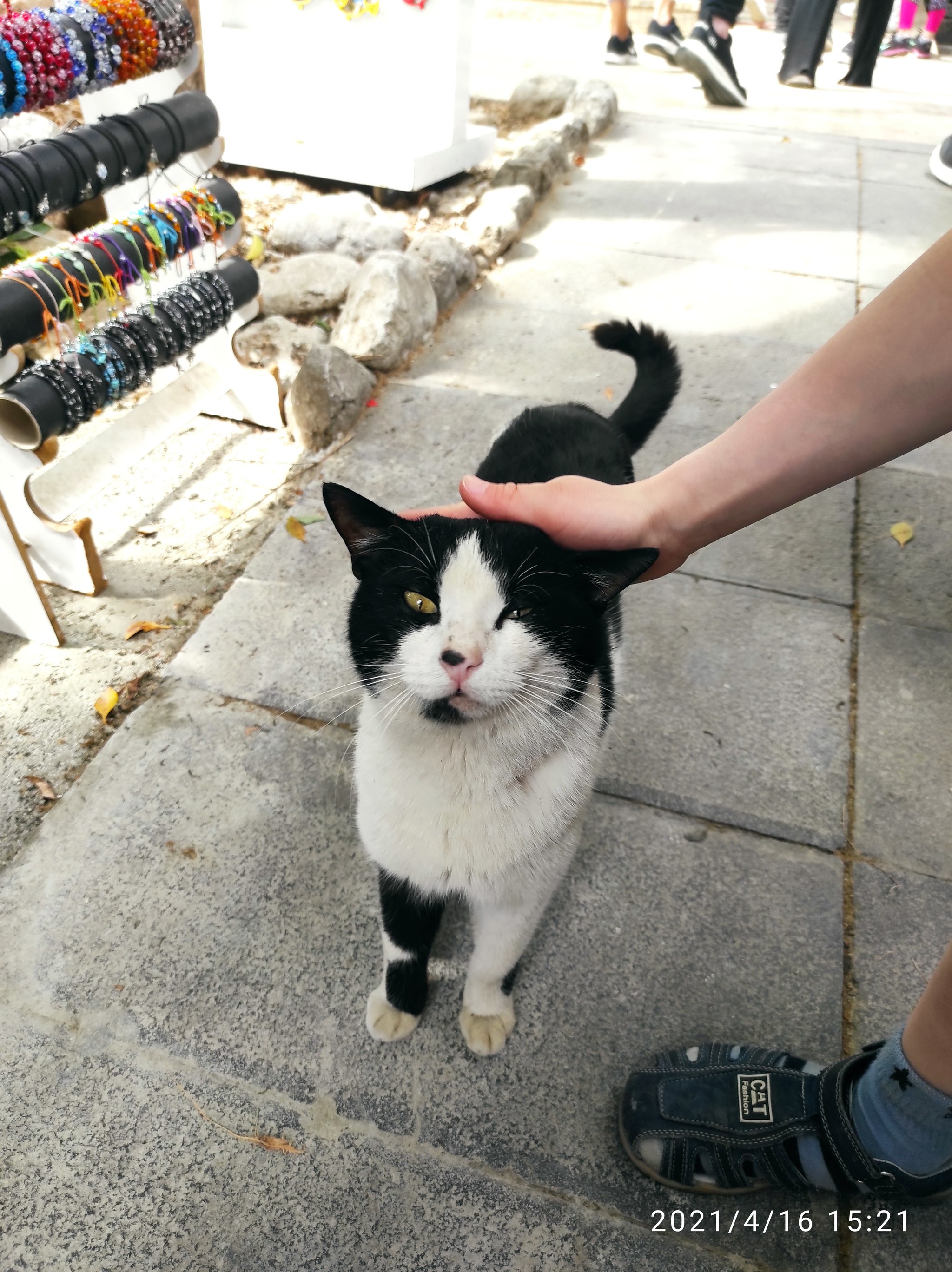 just turkish cats - My, Turkey, cat, Longpost, Children