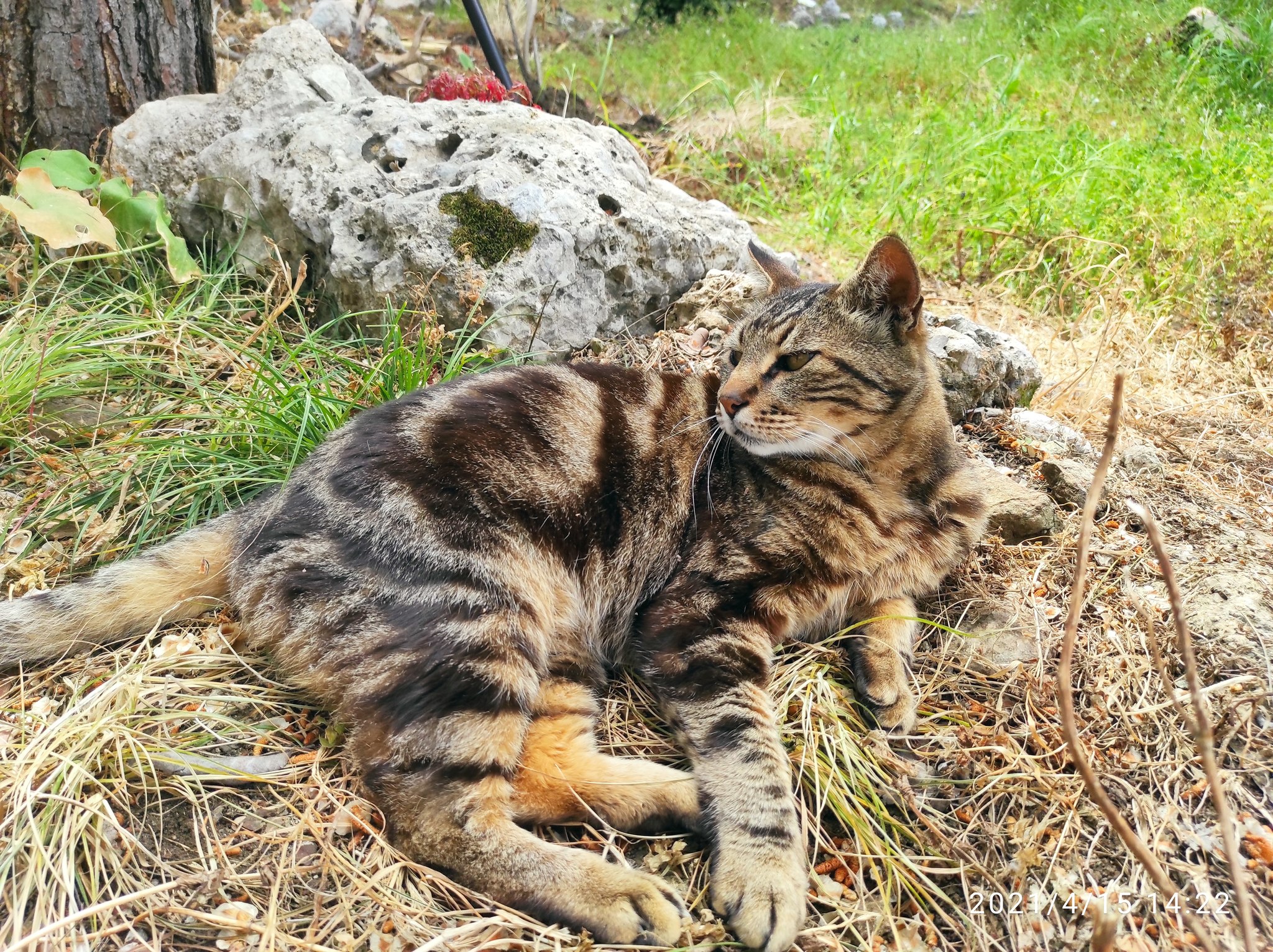 just turkish cats - My, Turkey, cat, Longpost, Children