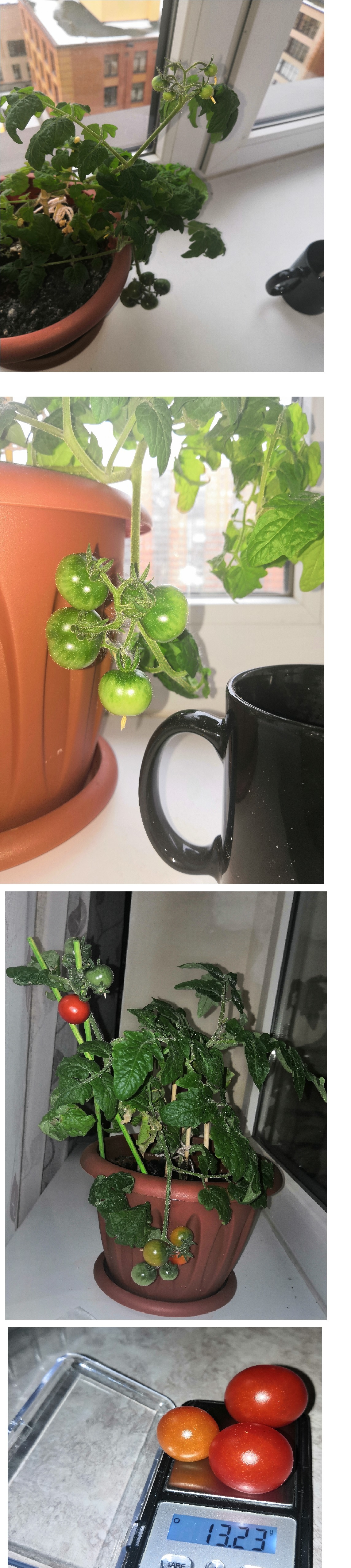 My hydroponics. - My, Hydroponics, Progressive crop production, With your own hands, Vegetables, Vegetable garden on the windowsill, Tomatoes, Plant growing, Longpost