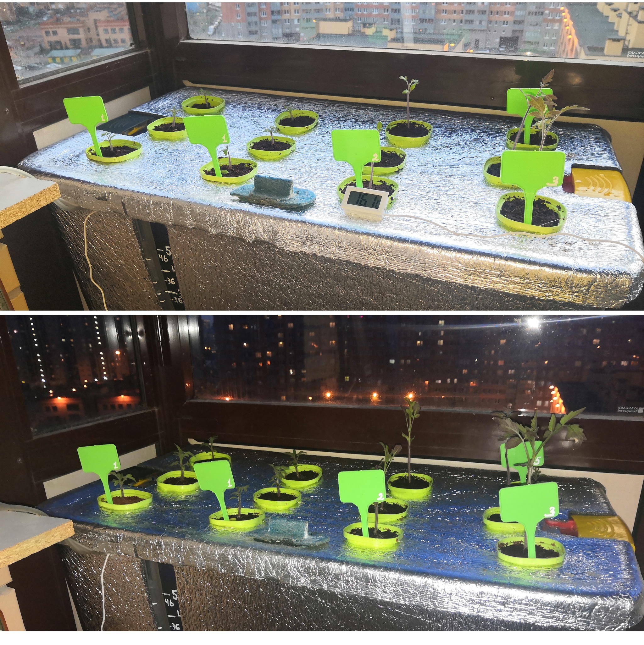 My hydroponics. - My, Hydroponics, Progressive crop production, With your own hands, Vegetables, Vegetable garden on the windowsill, Tomatoes, Plant growing, Longpost