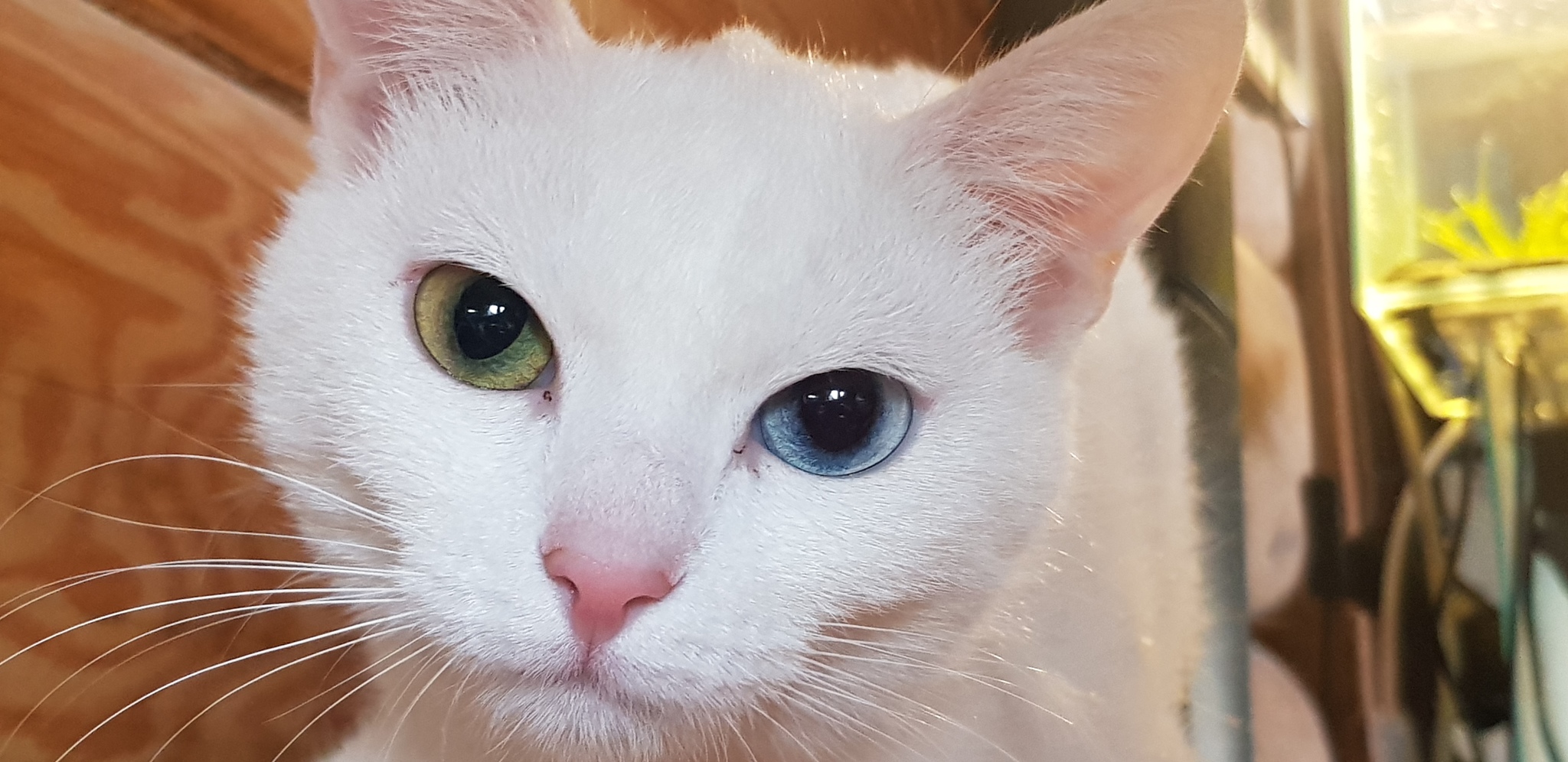 Heterochromia - My, Heterochromia, cat, Longpost, Animal behavior, Question