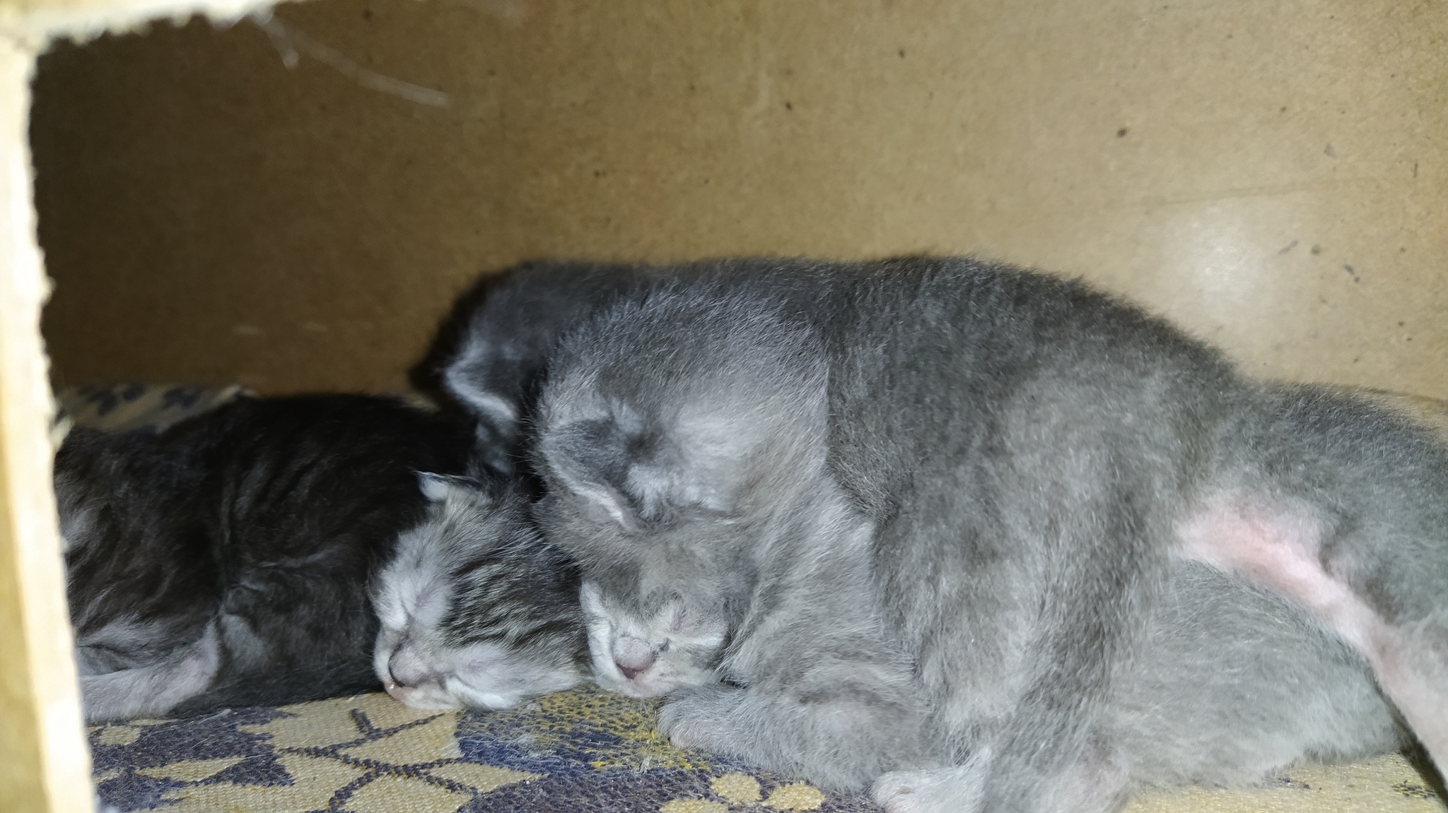 Need help transporting a cat with newborn kittens - My, Help, Transportation, Saint Petersburg, Kursk, cat, No rating, Pets, Transportation of animals