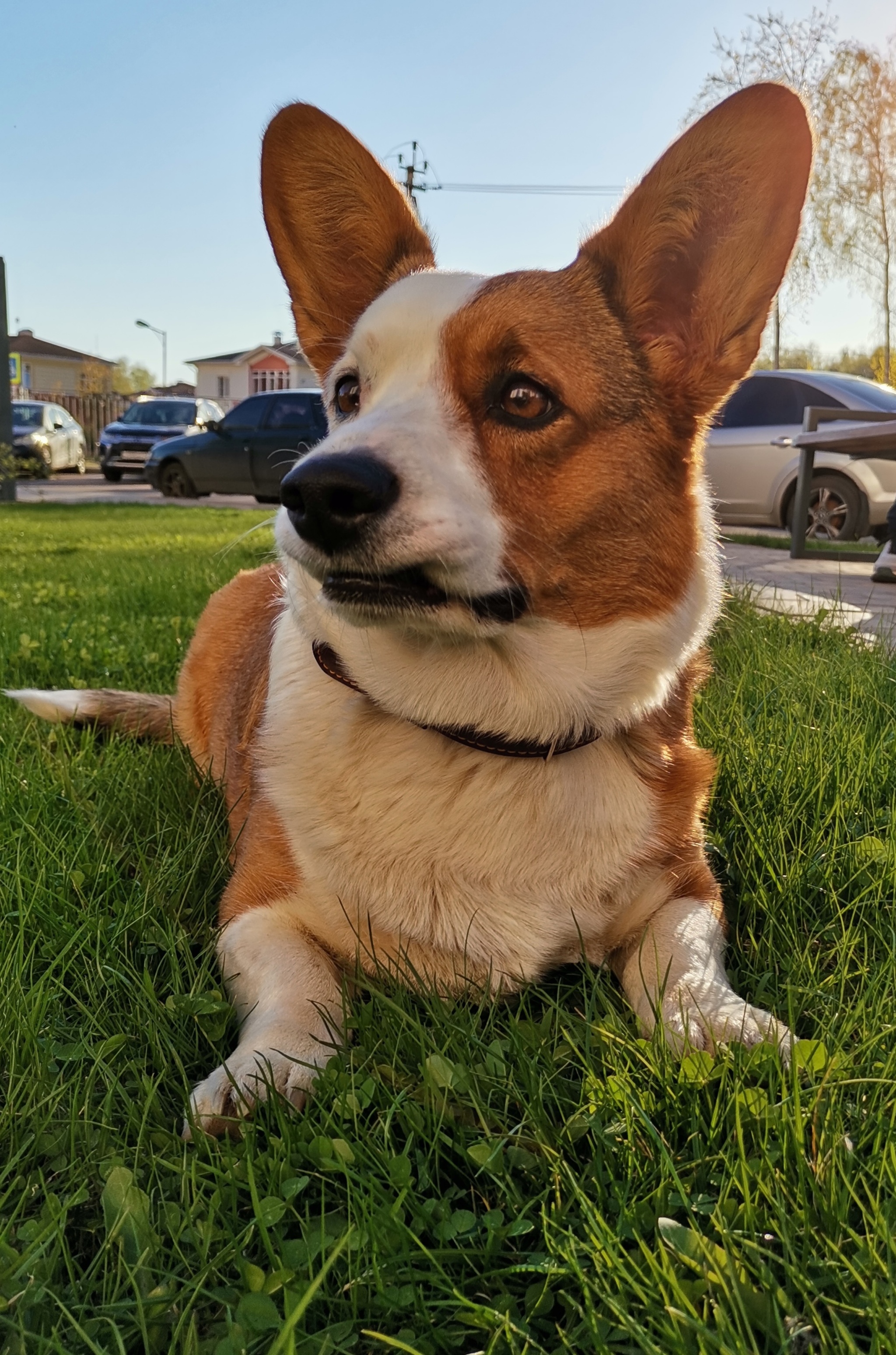 Good girl - My, Welsh Corgi Cardigan, Dog, Longpost