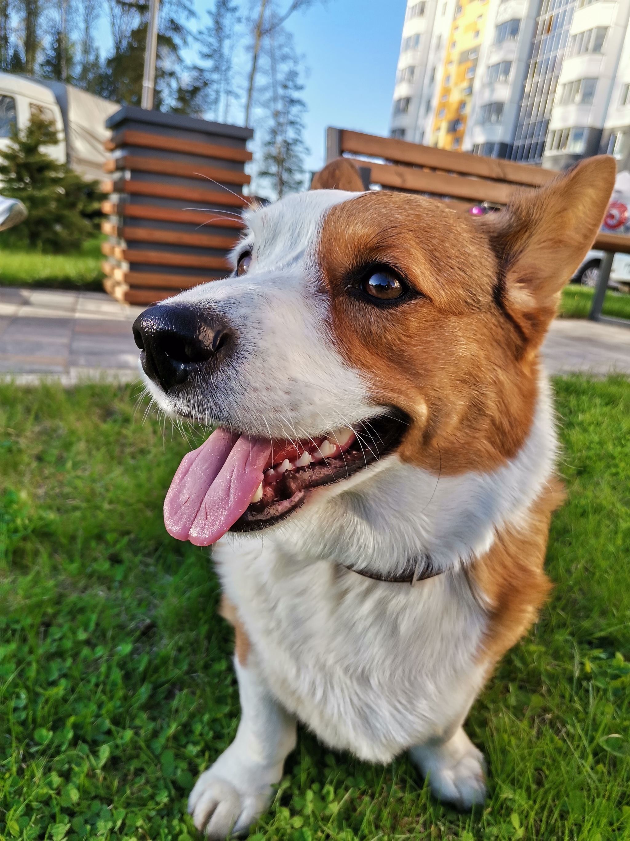 Good girl - My, Welsh Corgi Cardigan, Dog, Longpost